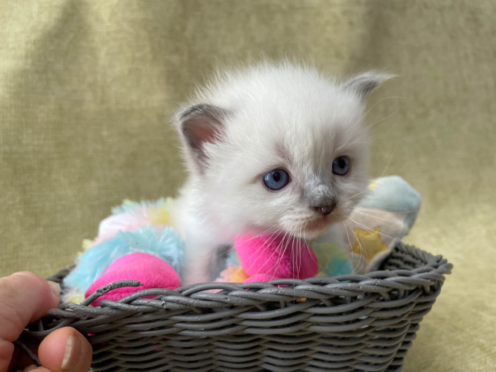 chaton Ragdoll Les Ragdolls de la Croisette