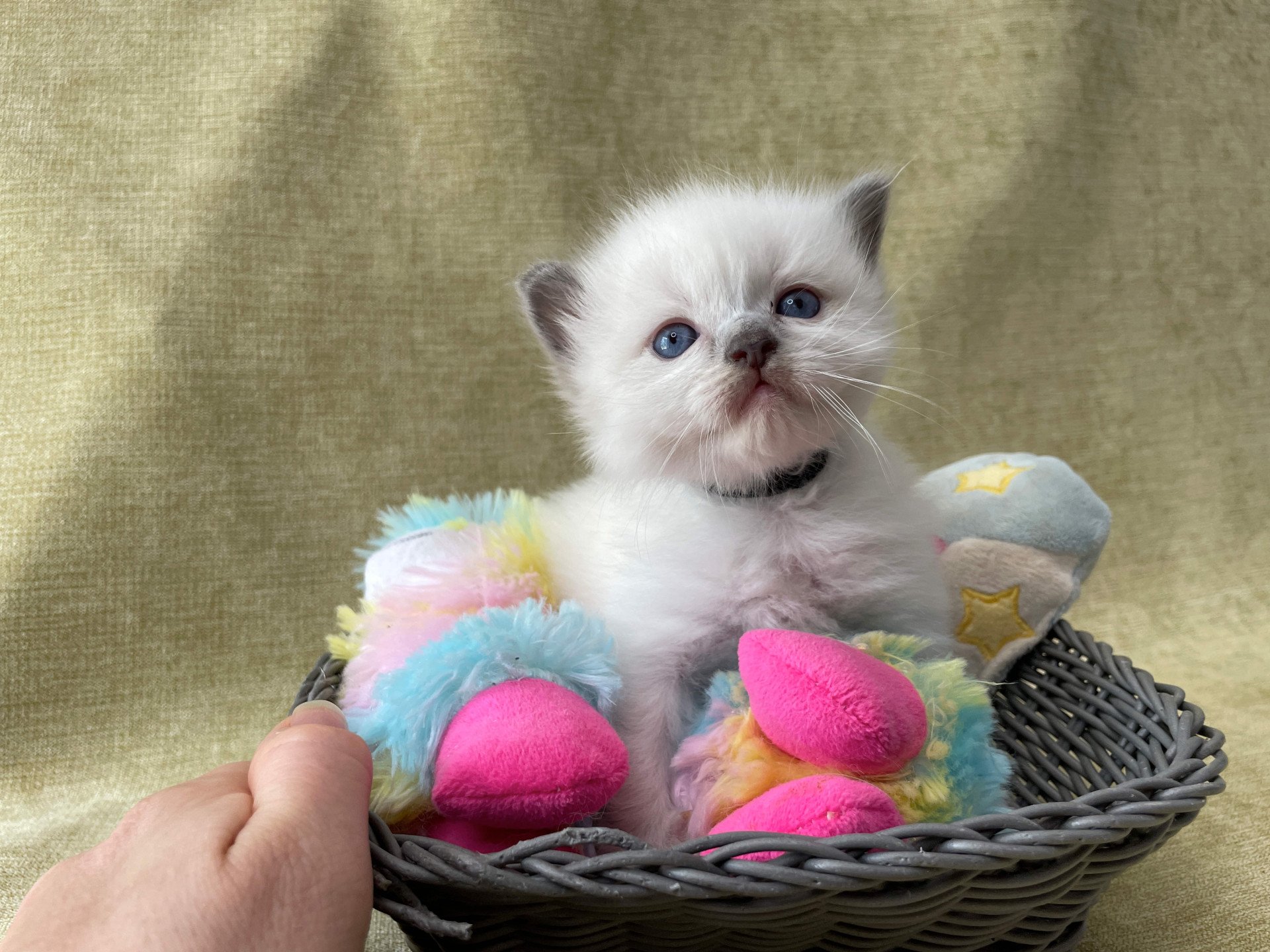 chaton Ragdoll Les Ragdolls de la Croisette