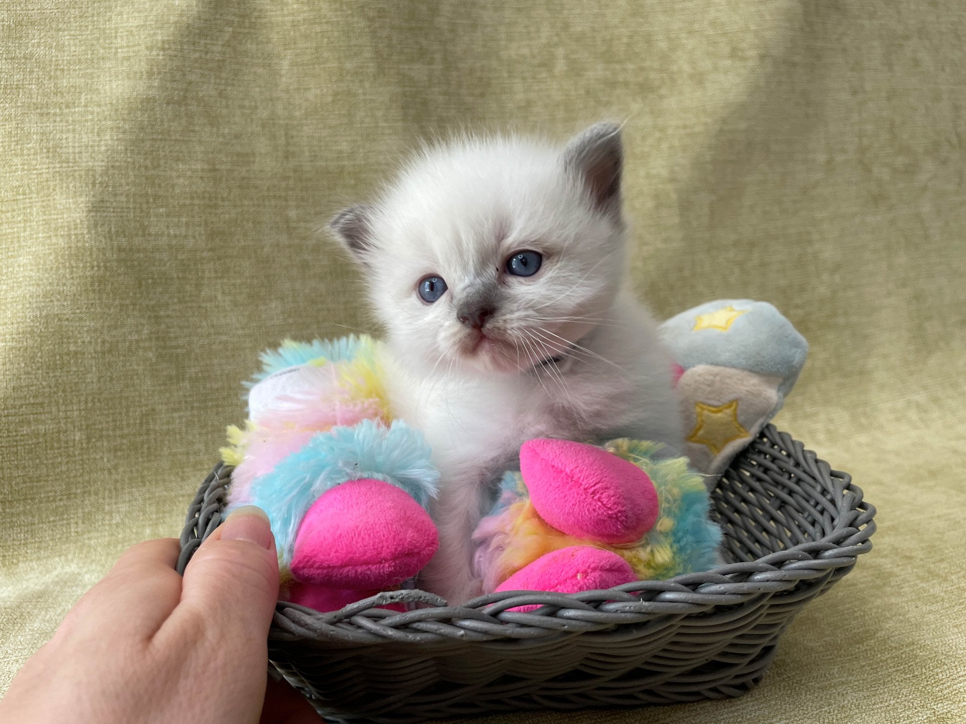 chaton Ragdoll Les Ragdolls de la Croisette