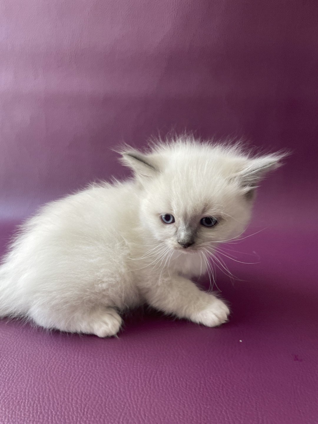 chaton Ragdoll Télios Les Ragdolls de la Croisette