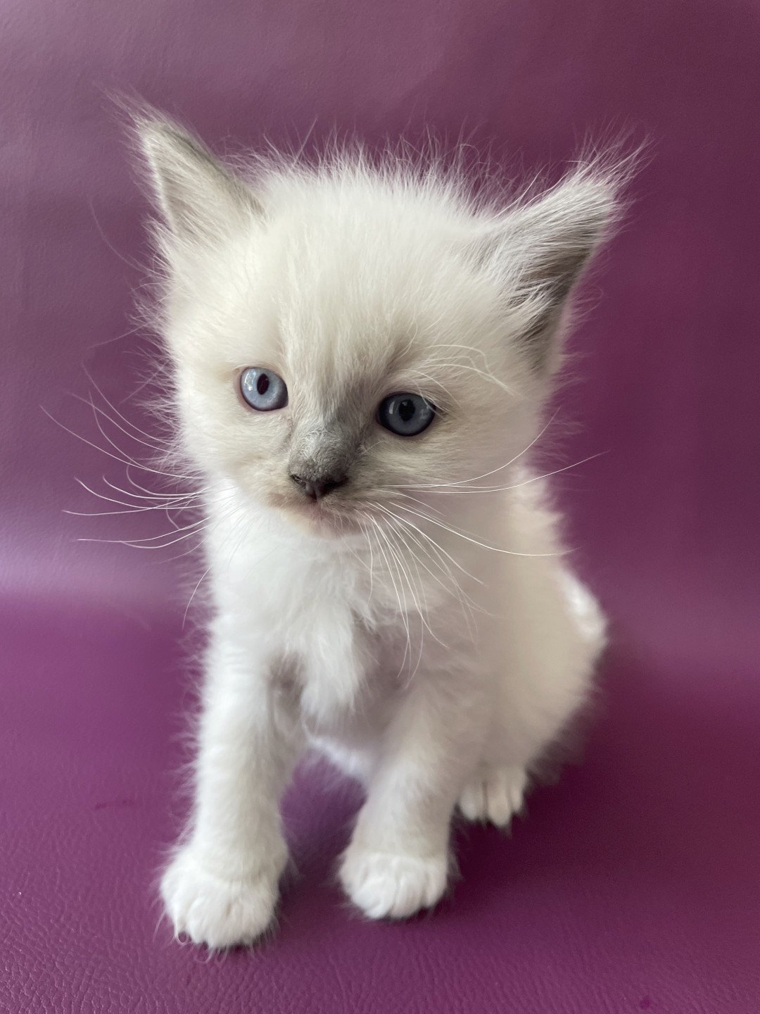 chaton Ragdoll Télios Les Ragdolls de la Croisette
