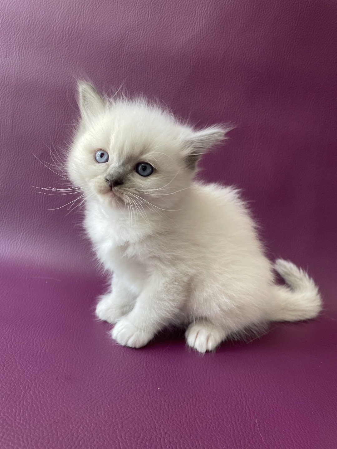chaton Ragdoll Télios Les Ragdolls de la Croisette