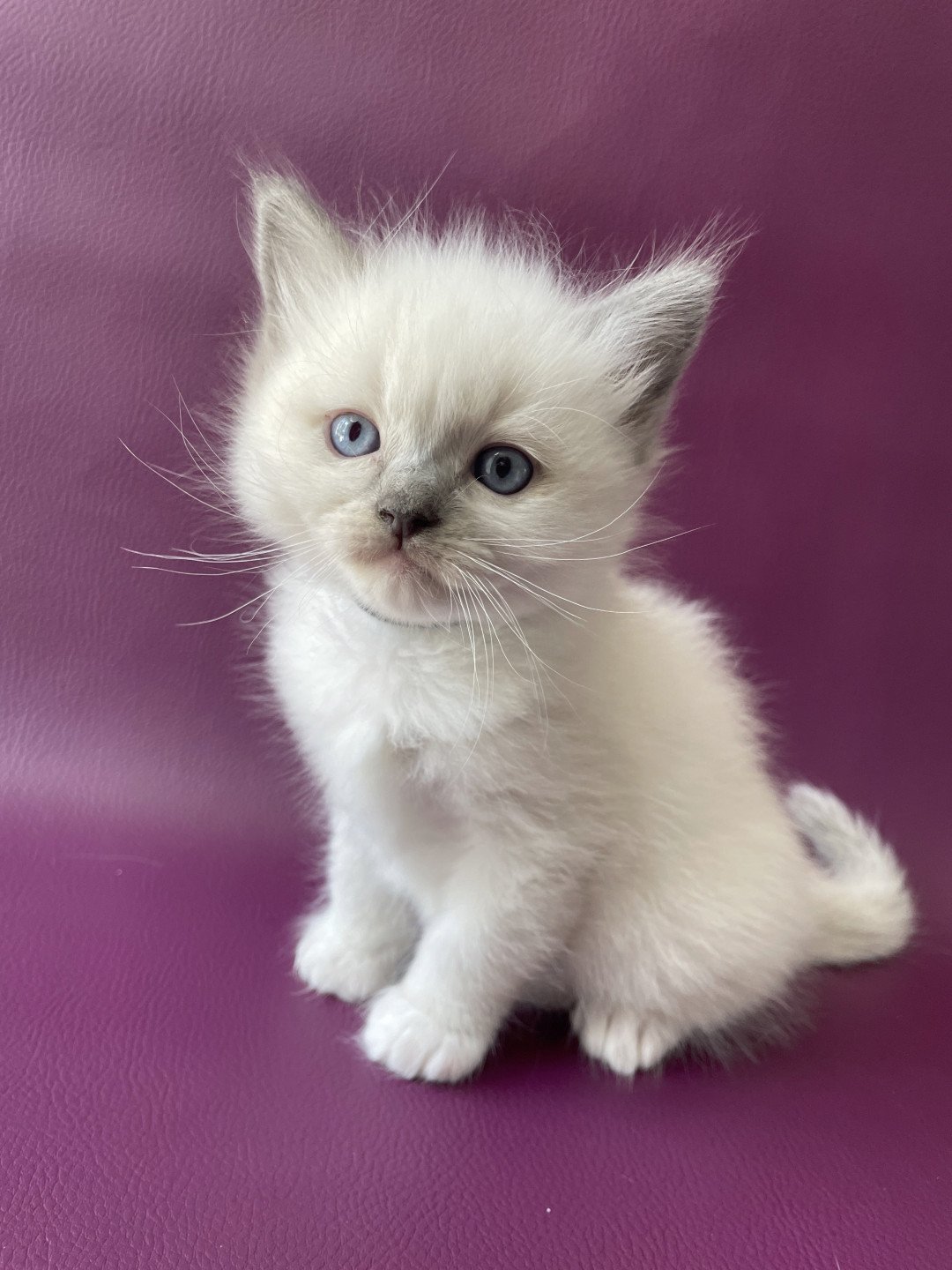 chaton Ragdoll Télios Les Ragdolls de la Croisette