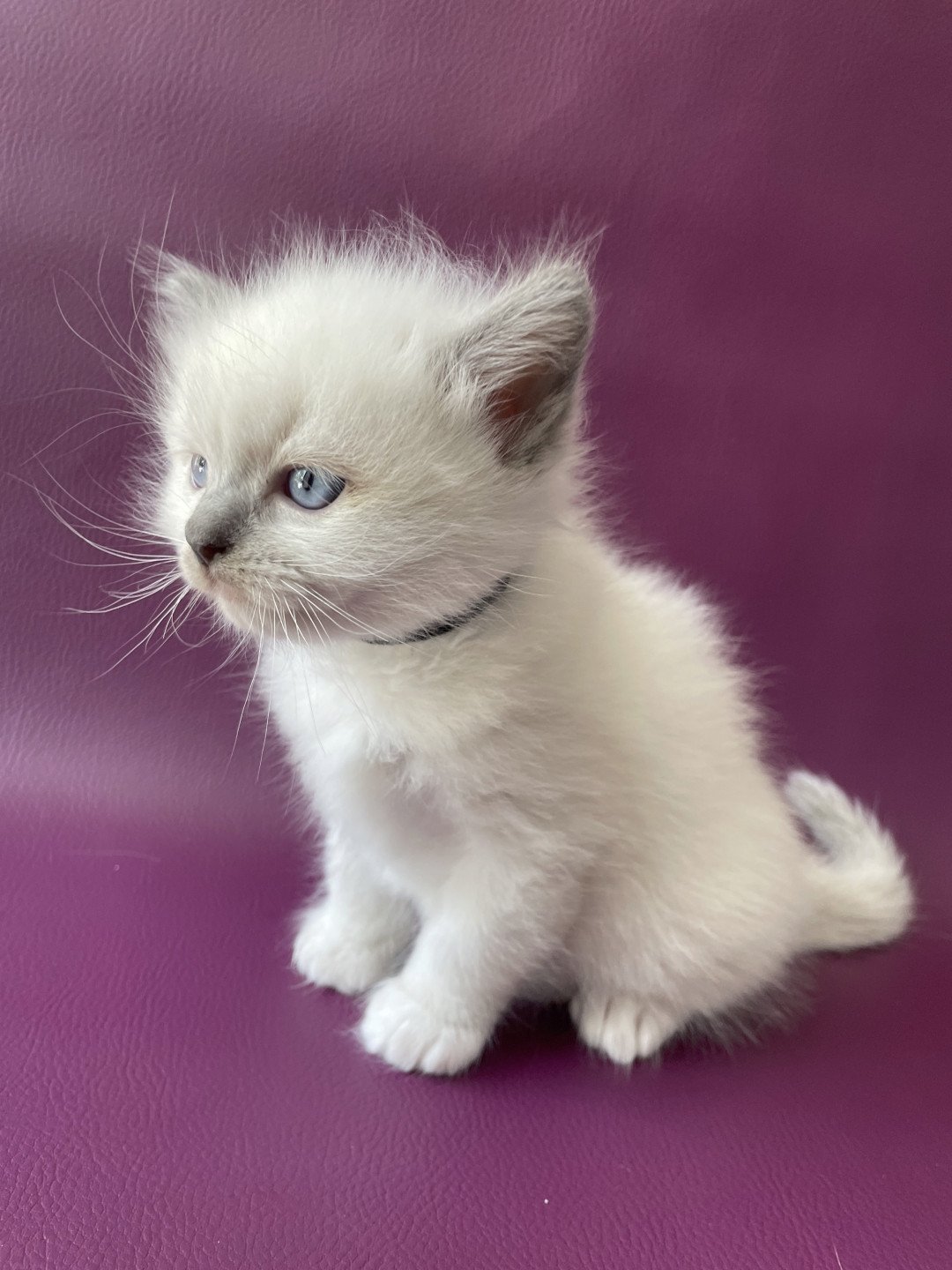 chaton Ragdoll Télios Les Ragdolls de la Croisette