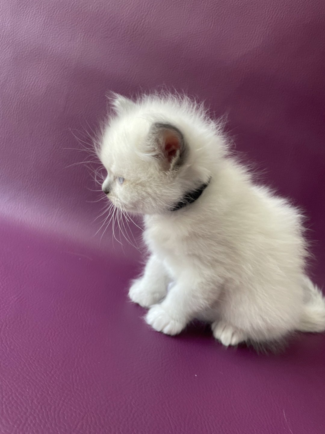 chaton Ragdoll Télios Les Ragdolls de la Croisette