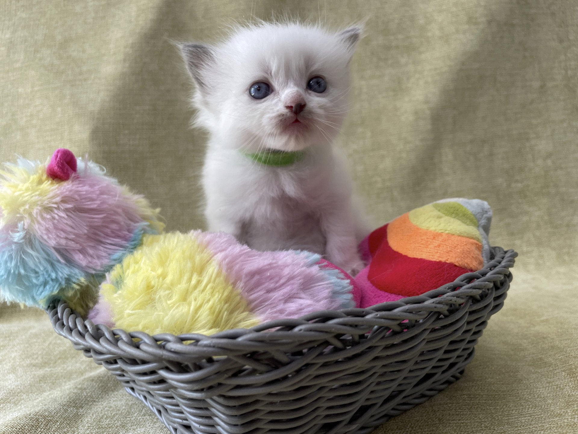chaton Ragdoll Les Ragdolls de la Croisette