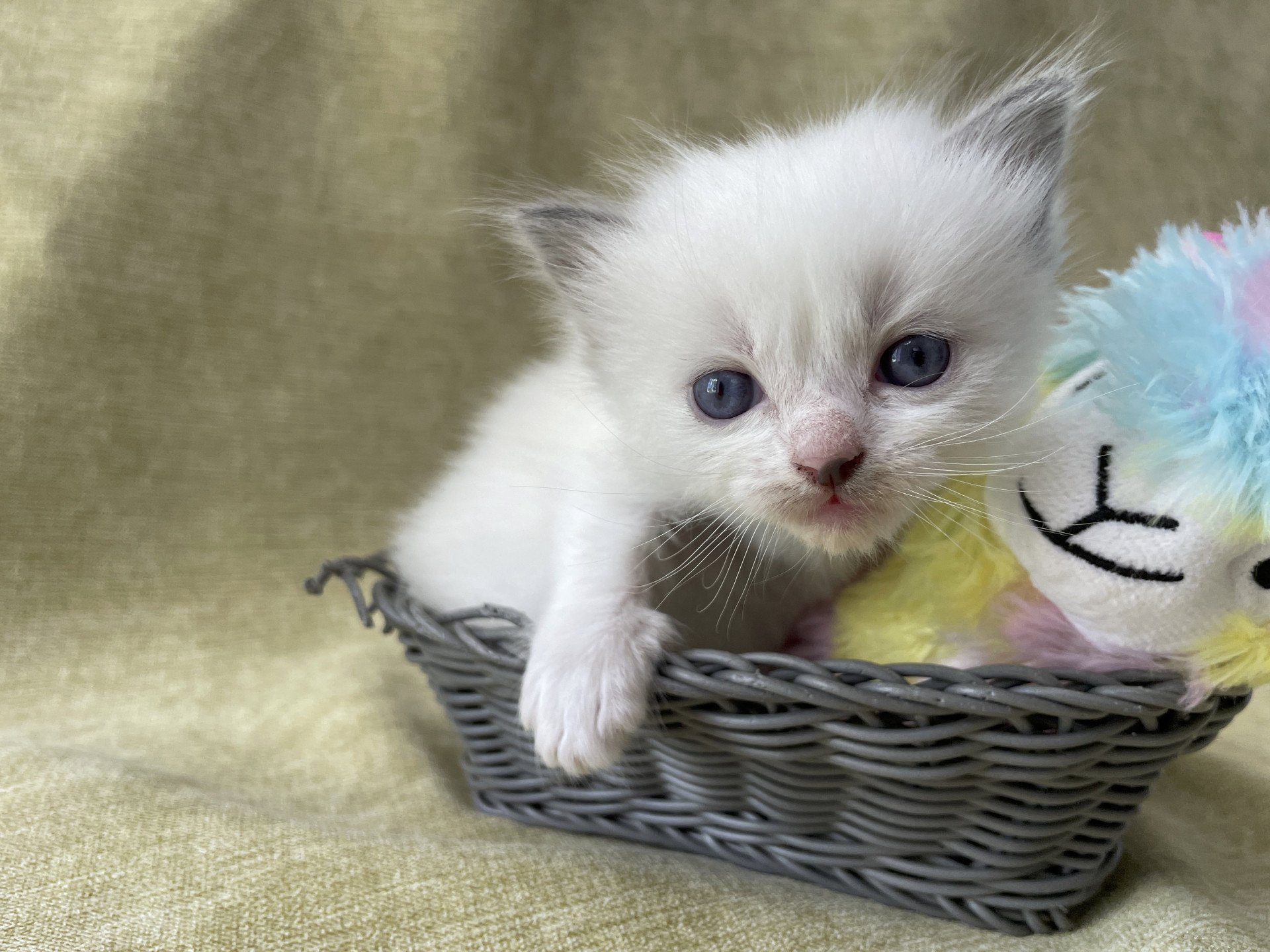 chaton Ragdoll vert Les Ragdolls de la Croisette