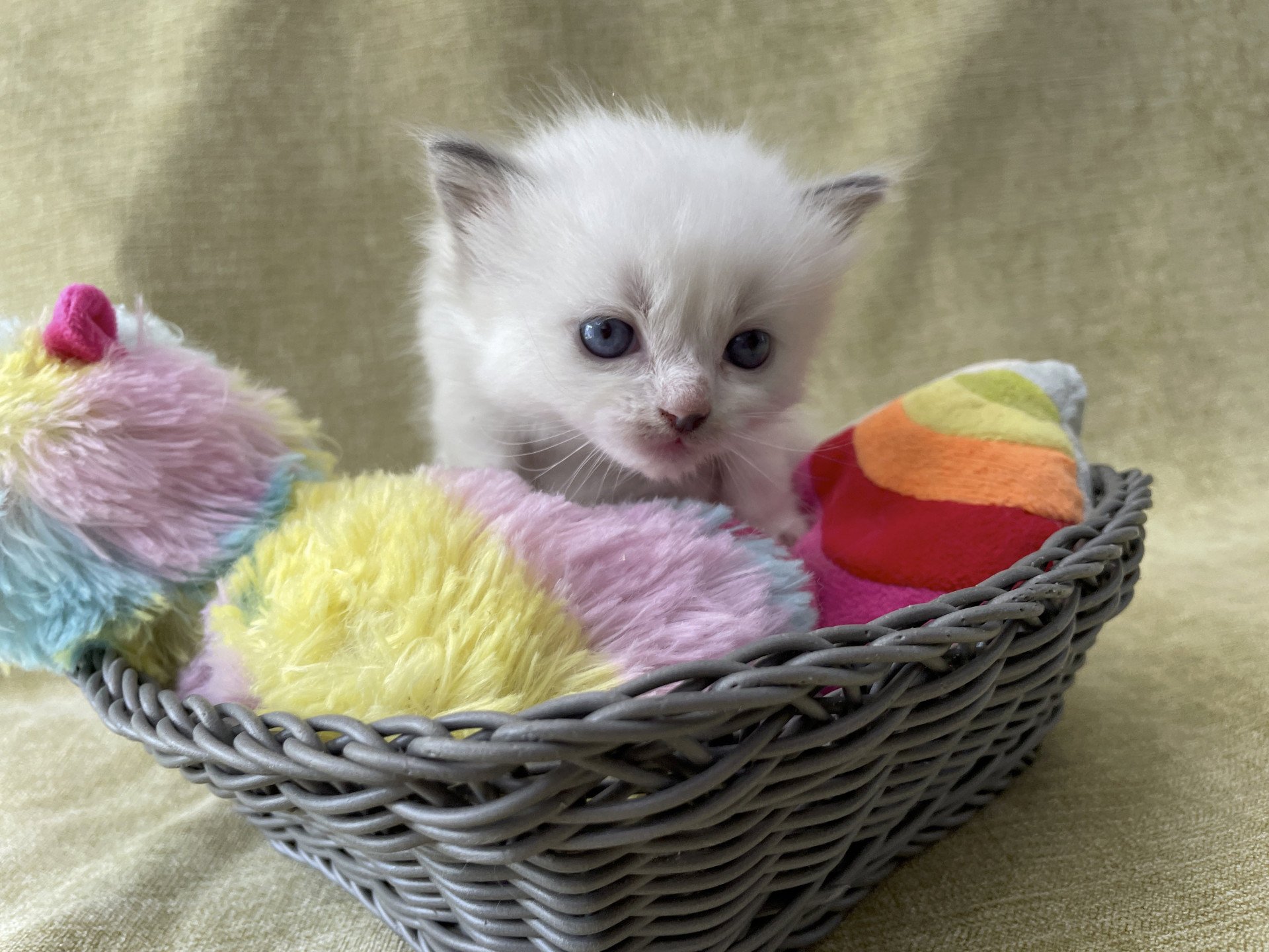 chaton Ragdoll vert Les Ragdolls de la Croisette