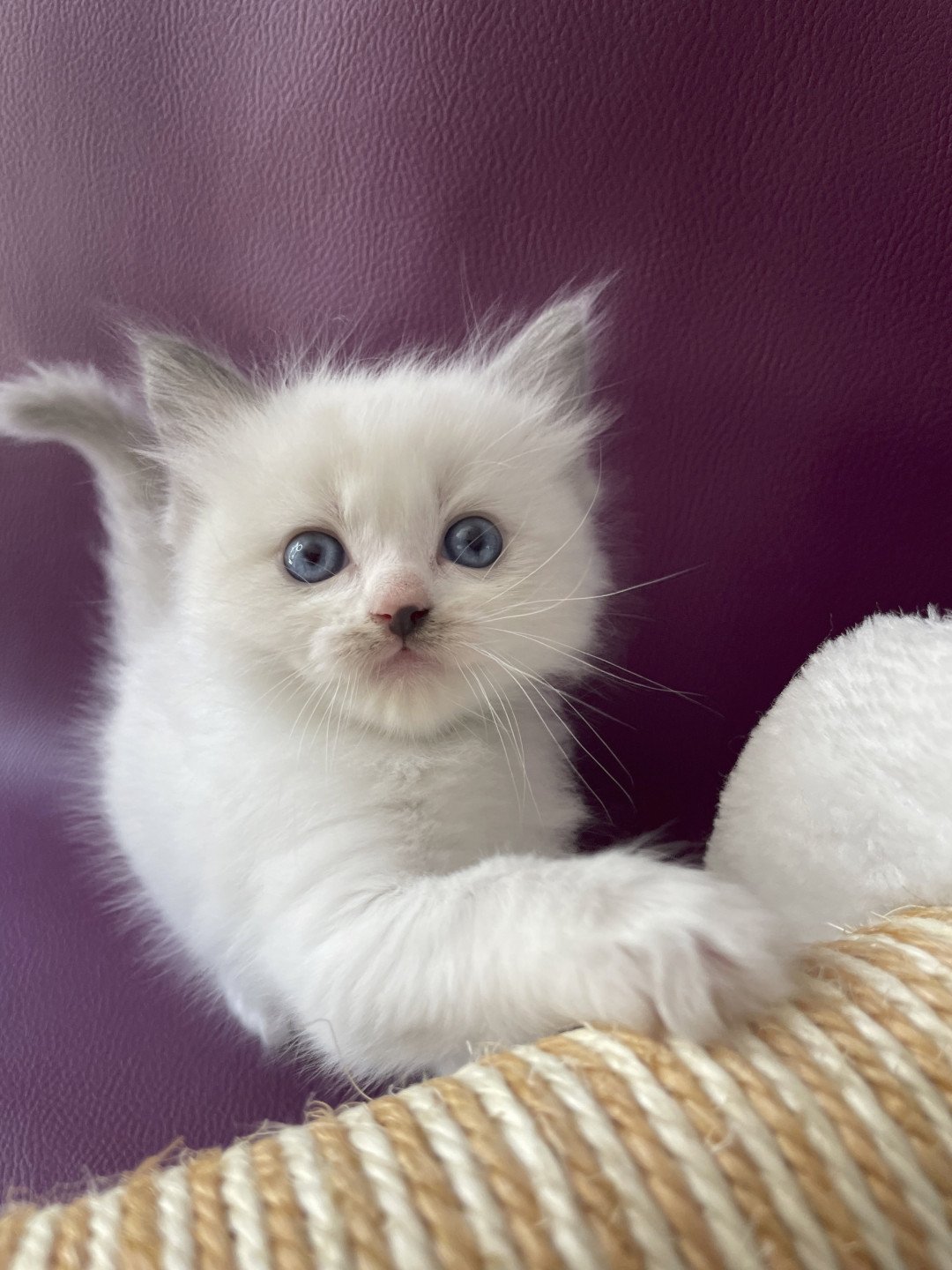 chaton Ragdoll Tokyo Les Ragdolls de la Croisette