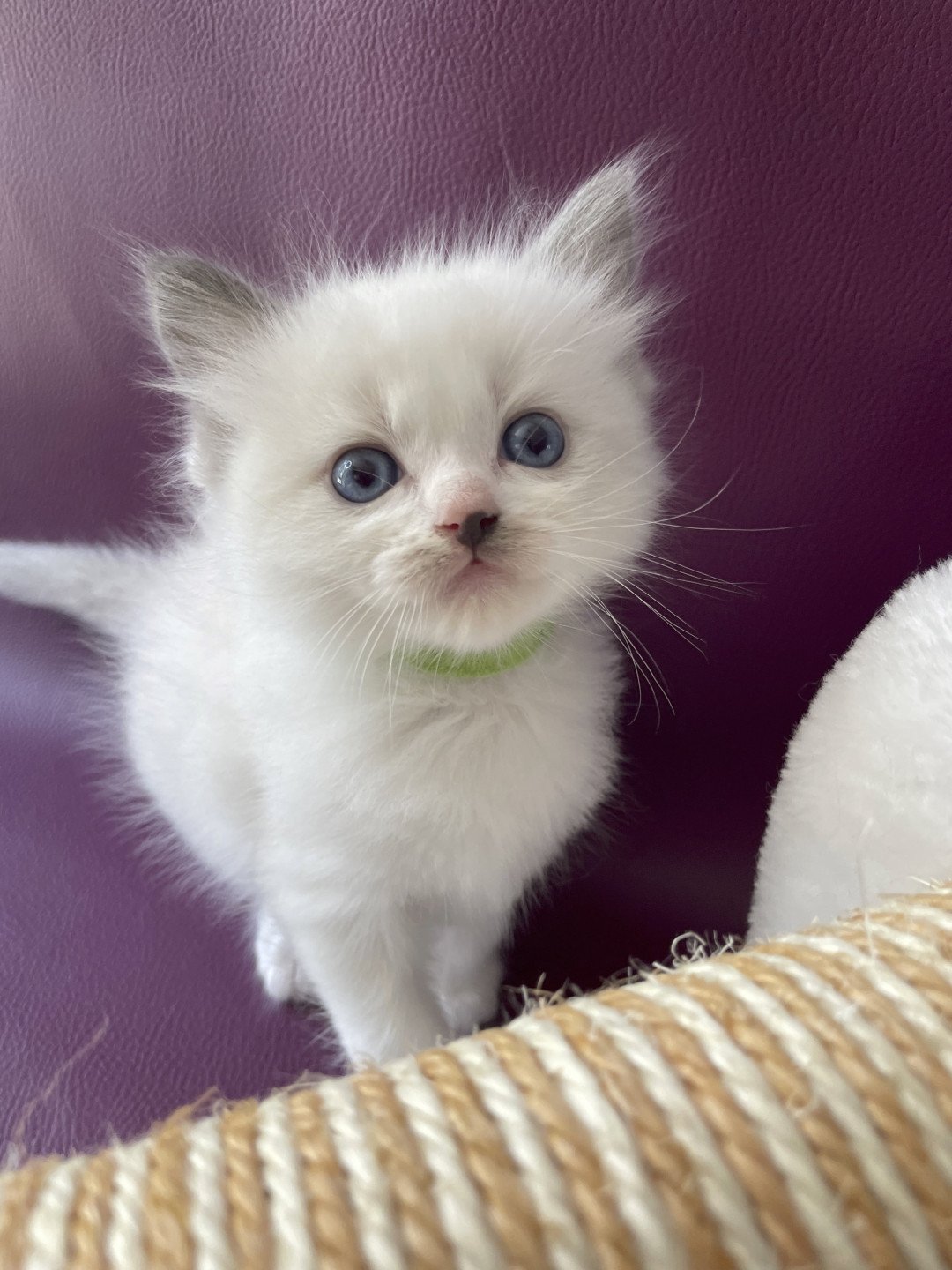 chaton Ragdoll Tokyo Les Ragdolls de la Croisette