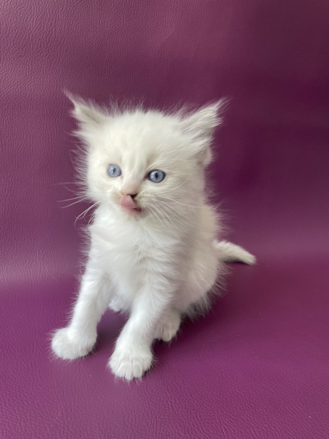 chaton Ragdoll Tokyo Les Ragdolls de la Croisette