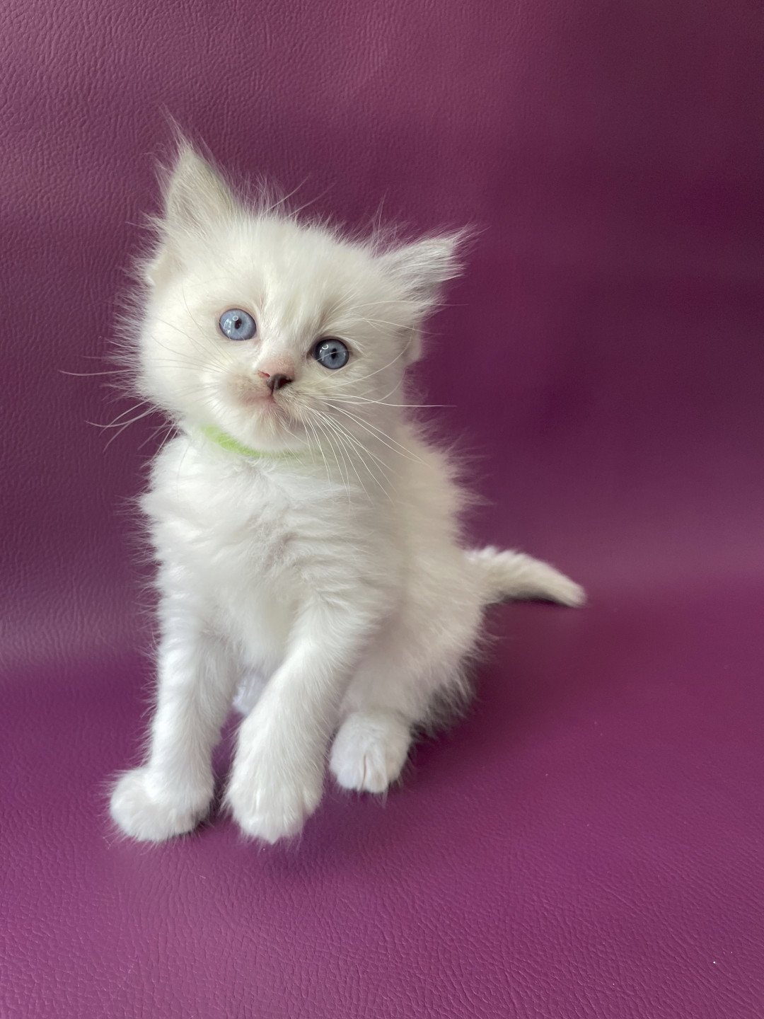 chaton Ragdoll Tokyo Les Ragdolls de la Croisette