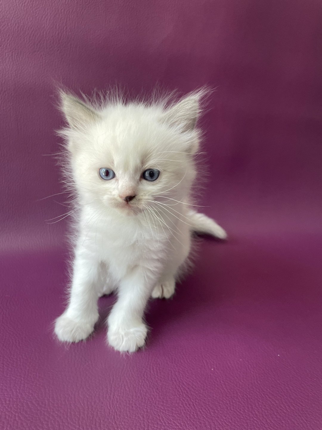 chaton Ragdoll Tokyo Les Ragdolls de la Croisette