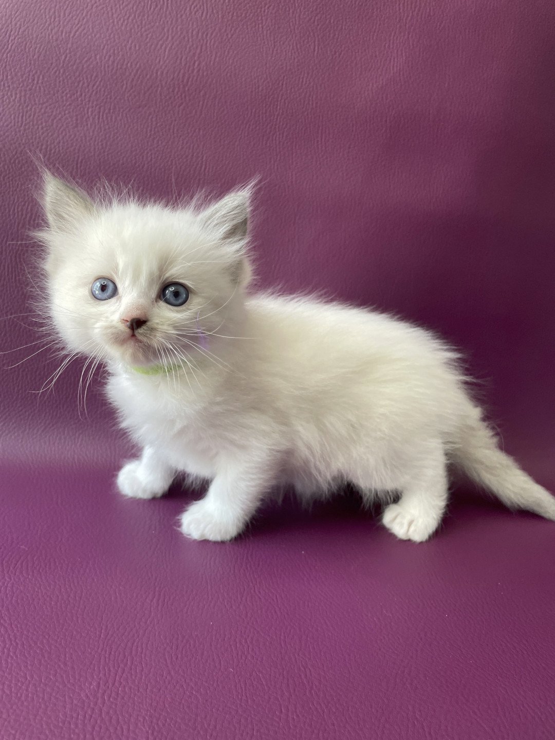 chaton Ragdoll Tokyo Les Ragdolls de la Croisette