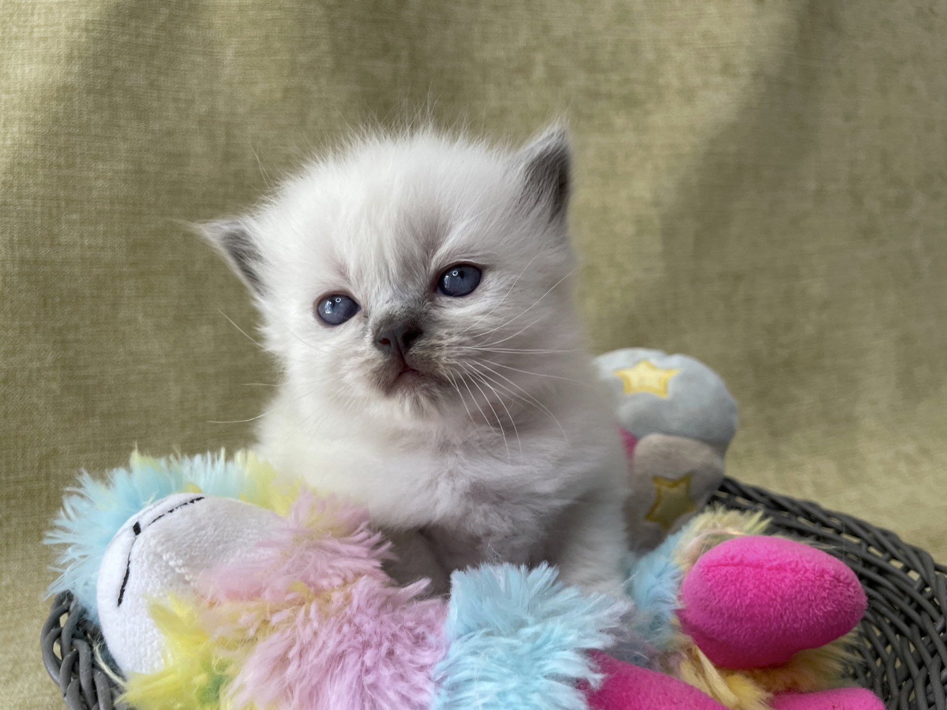 chaton Ragdoll Les Ragdolls de la Croisette