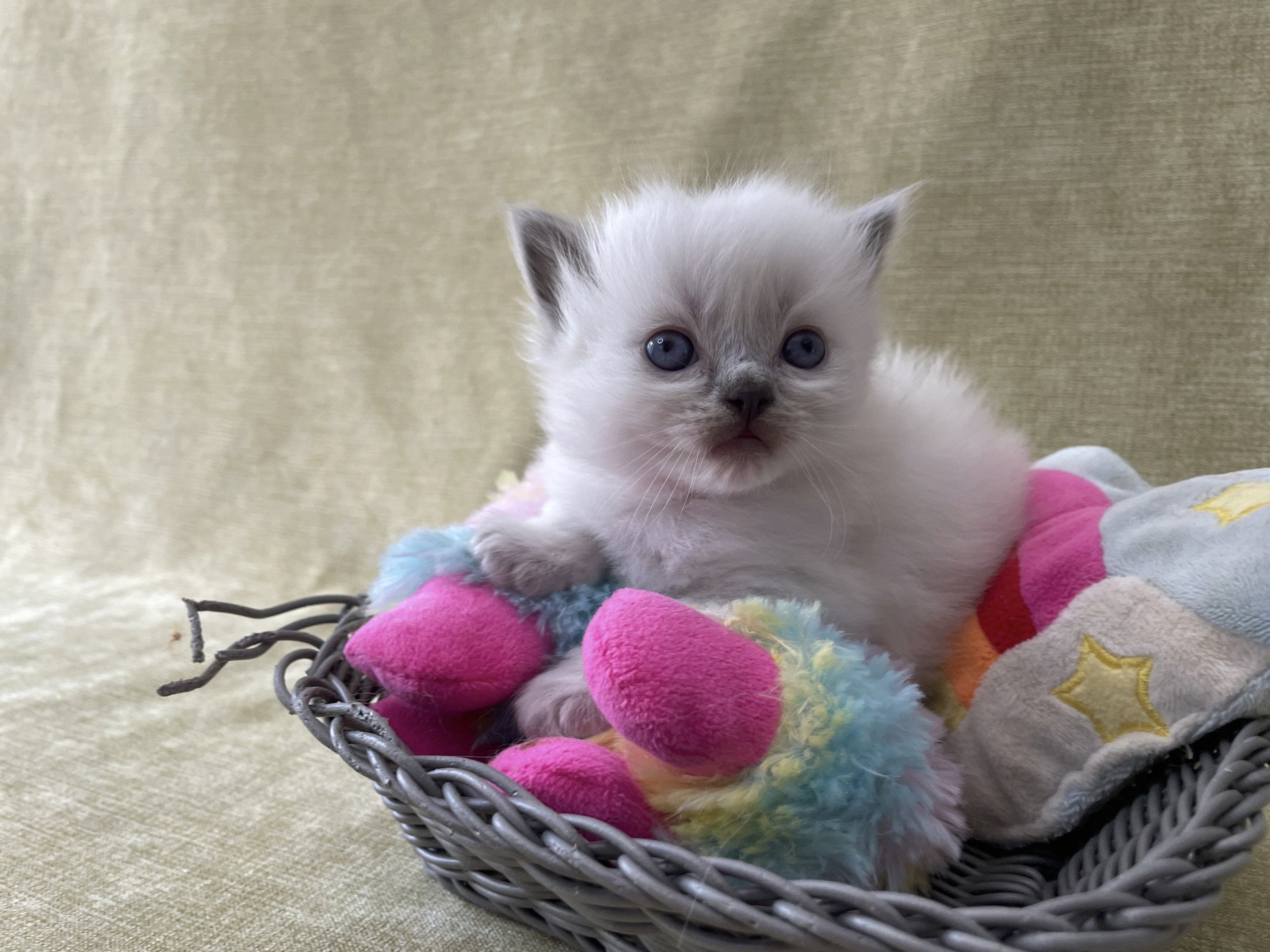 chaton Ragdoll orange Les Ragdolls de la Croisette
