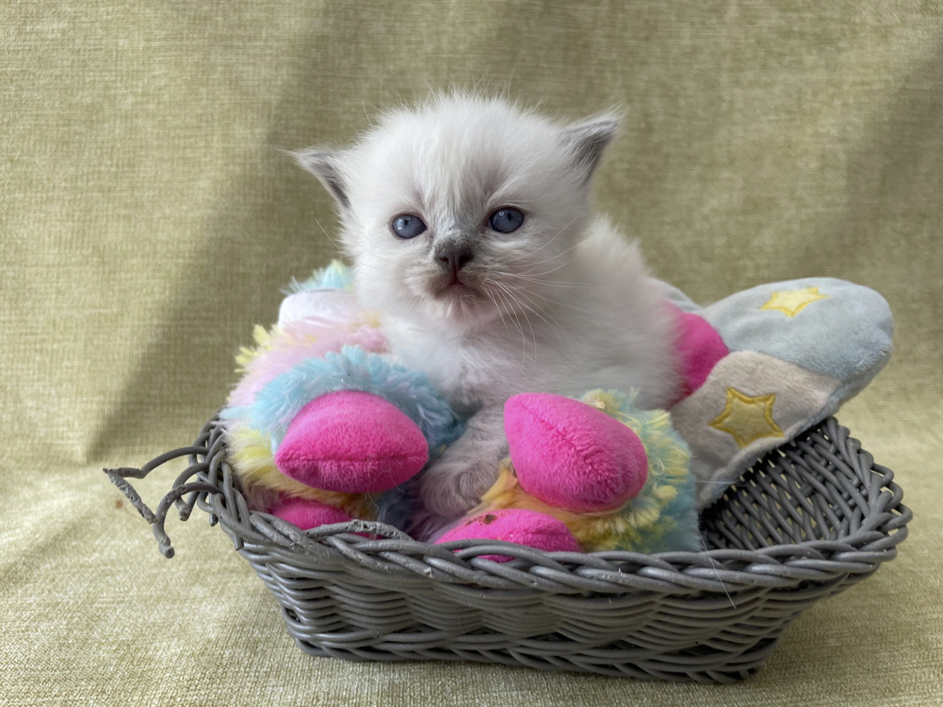 chaton Ragdoll orange Les Ragdolls de la Croisette