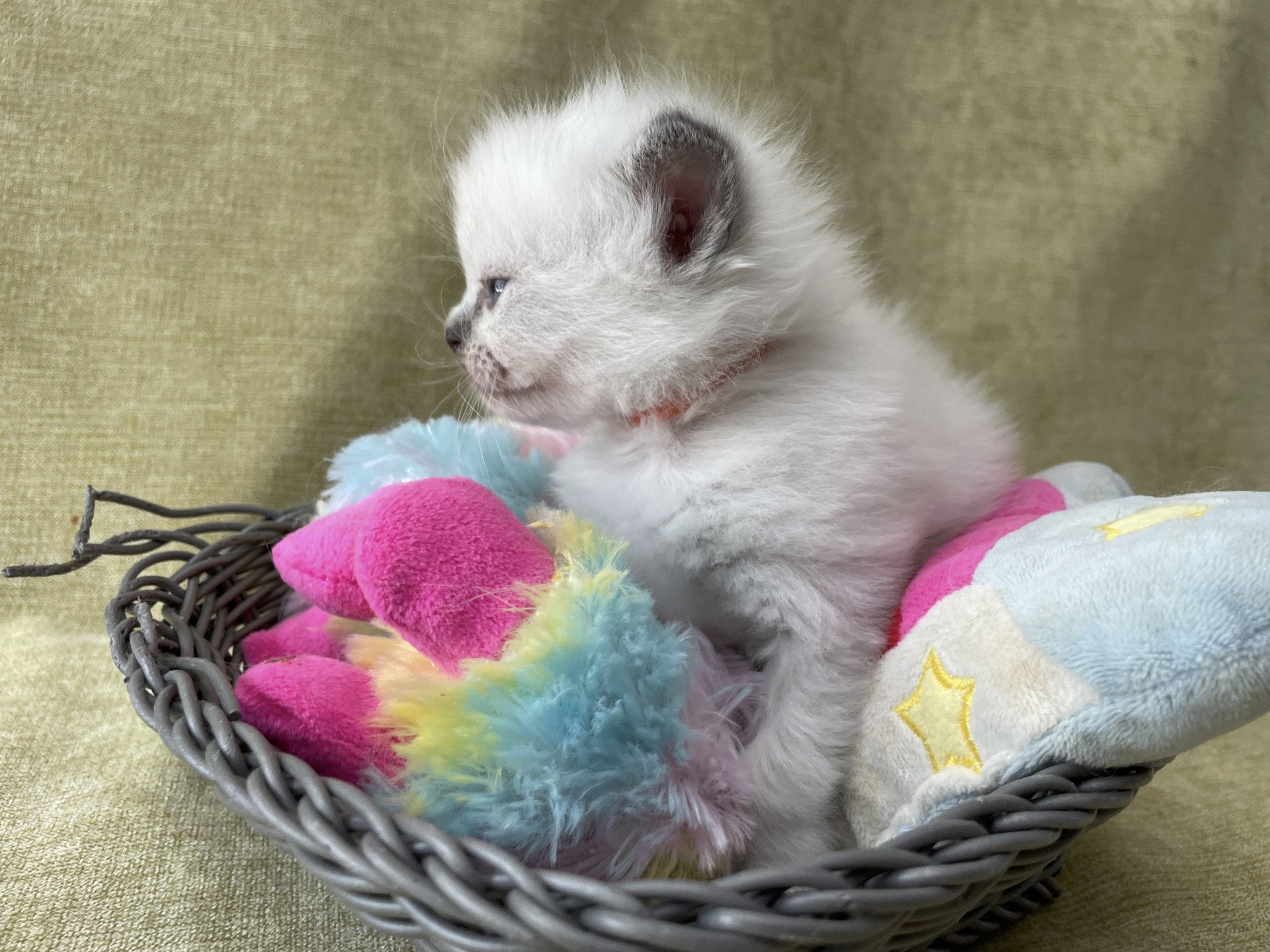 chaton Ragdoll orange Les Ragdolls de la Croisette
