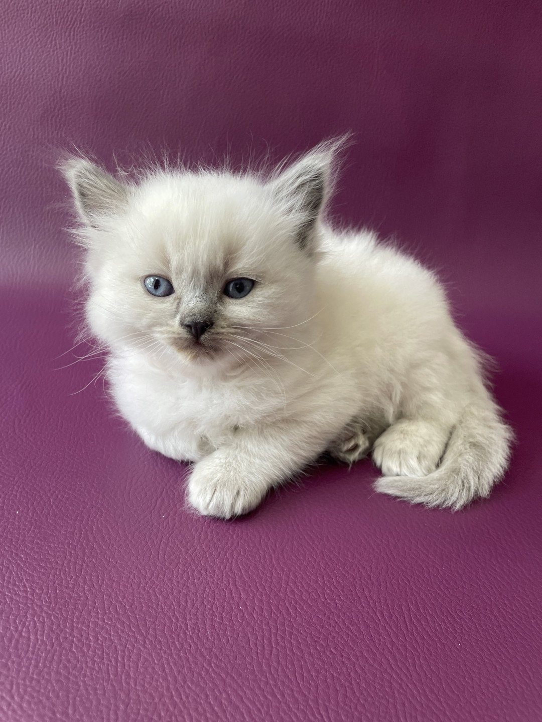 chaton Ragdoll Tiamo Les Ragdolls de la Croisette