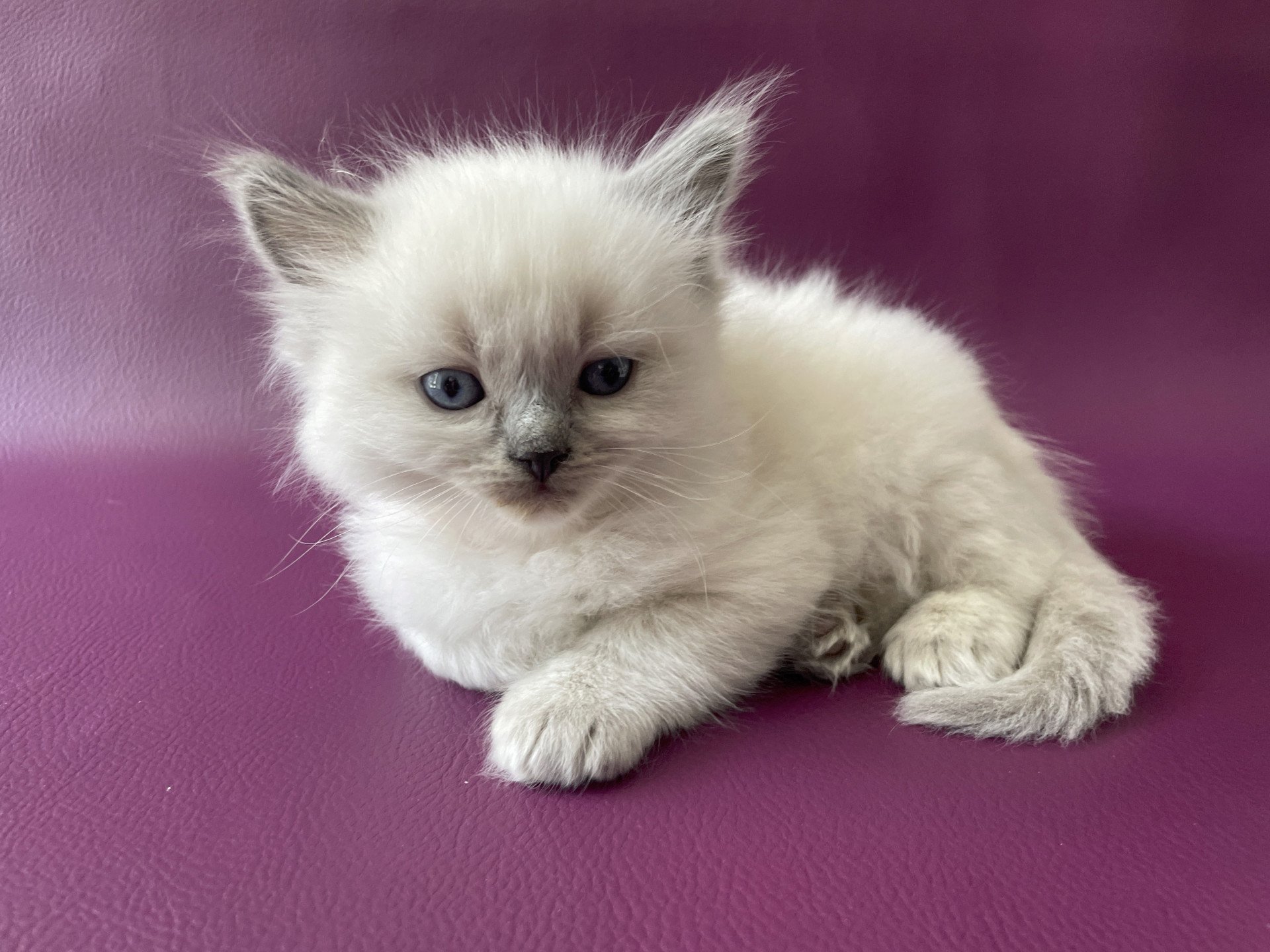 chaton Ragdoll Tiamo Les Ragdolls de la Croisette