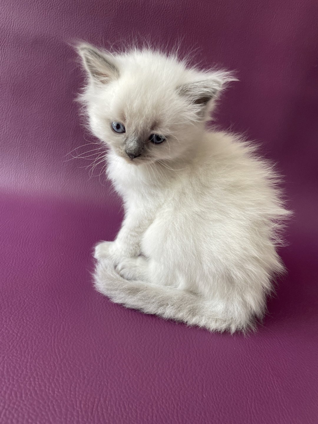 chaton Ragdoll Tiamo Les Ragdolls de la Croisette