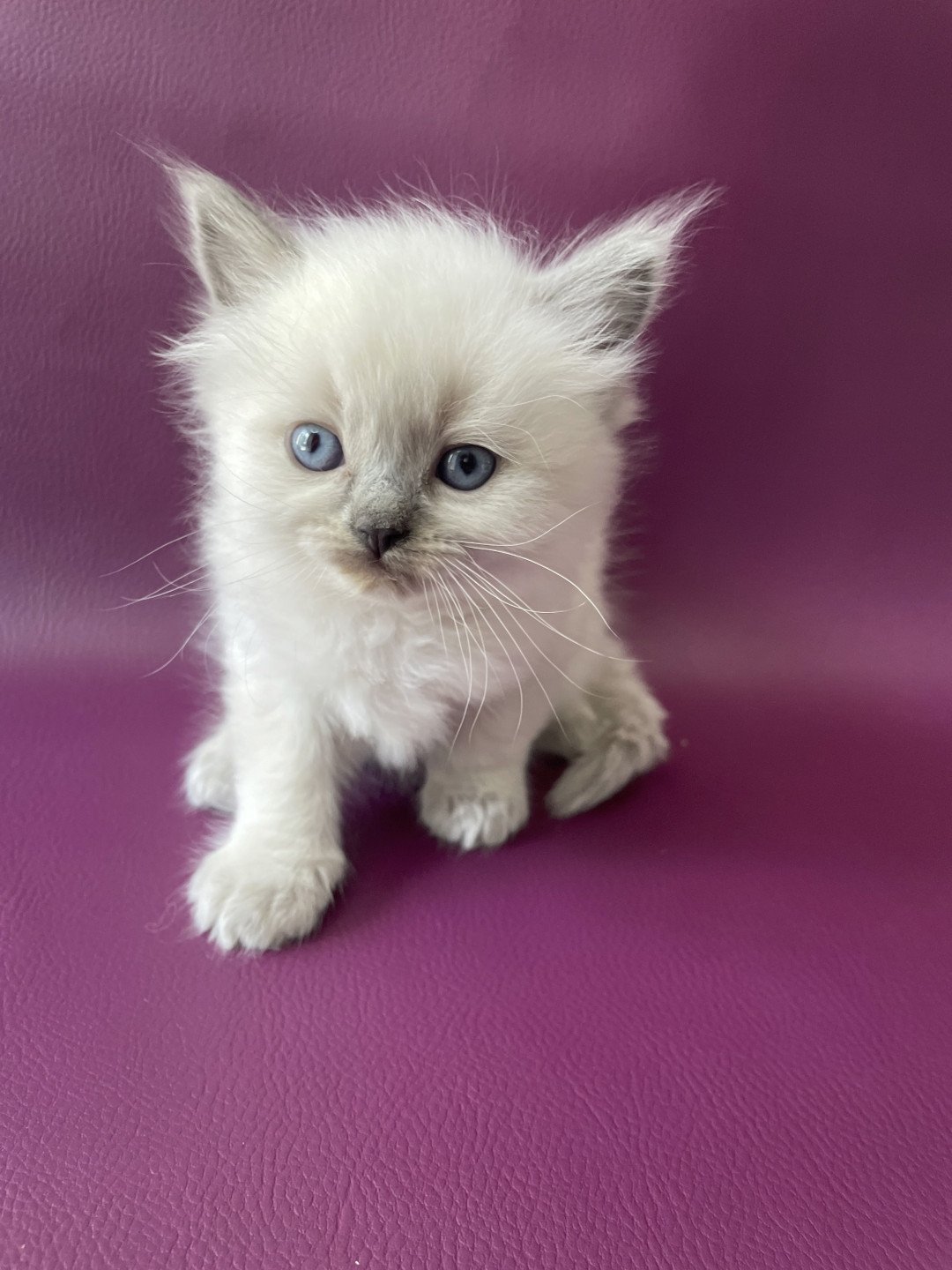 chaton Ragdoll Tiamo Les Ragdolls de la Croisette