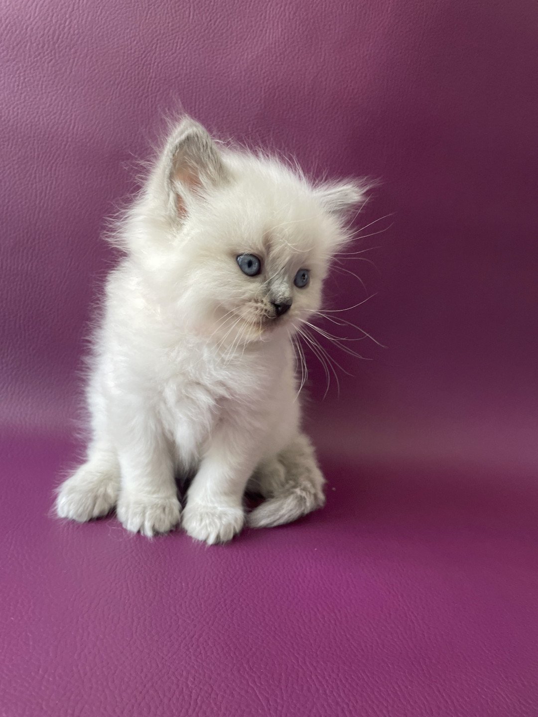 chaton Ragdoll Tiamo Les Ragdolls de la Croisette