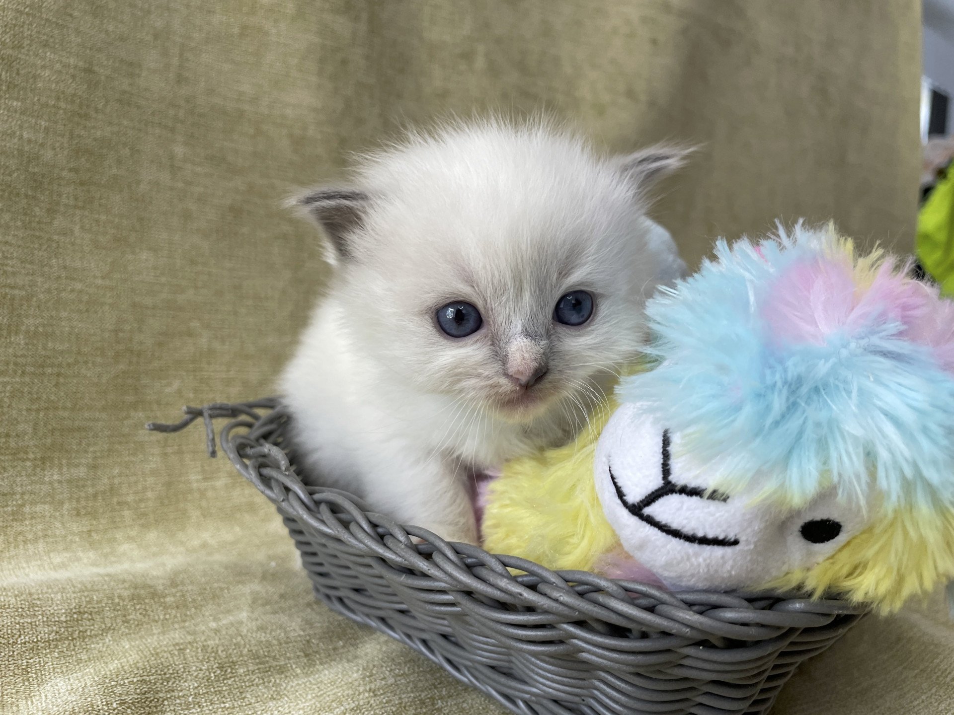 chaton Ragdoll Les Ragdolls de la Croisette