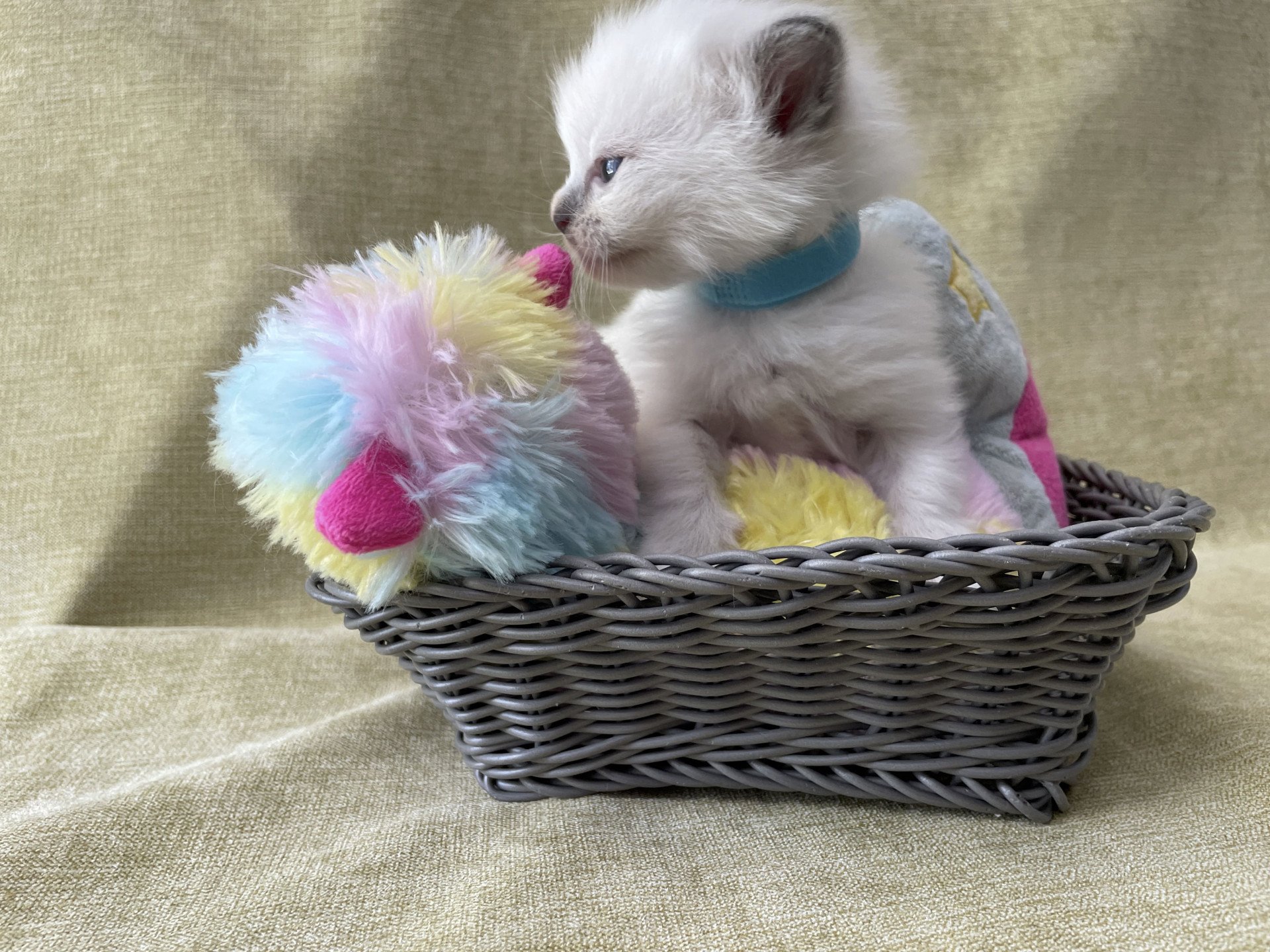 chaton Ragdoll Les Ragdolls de la Croisette