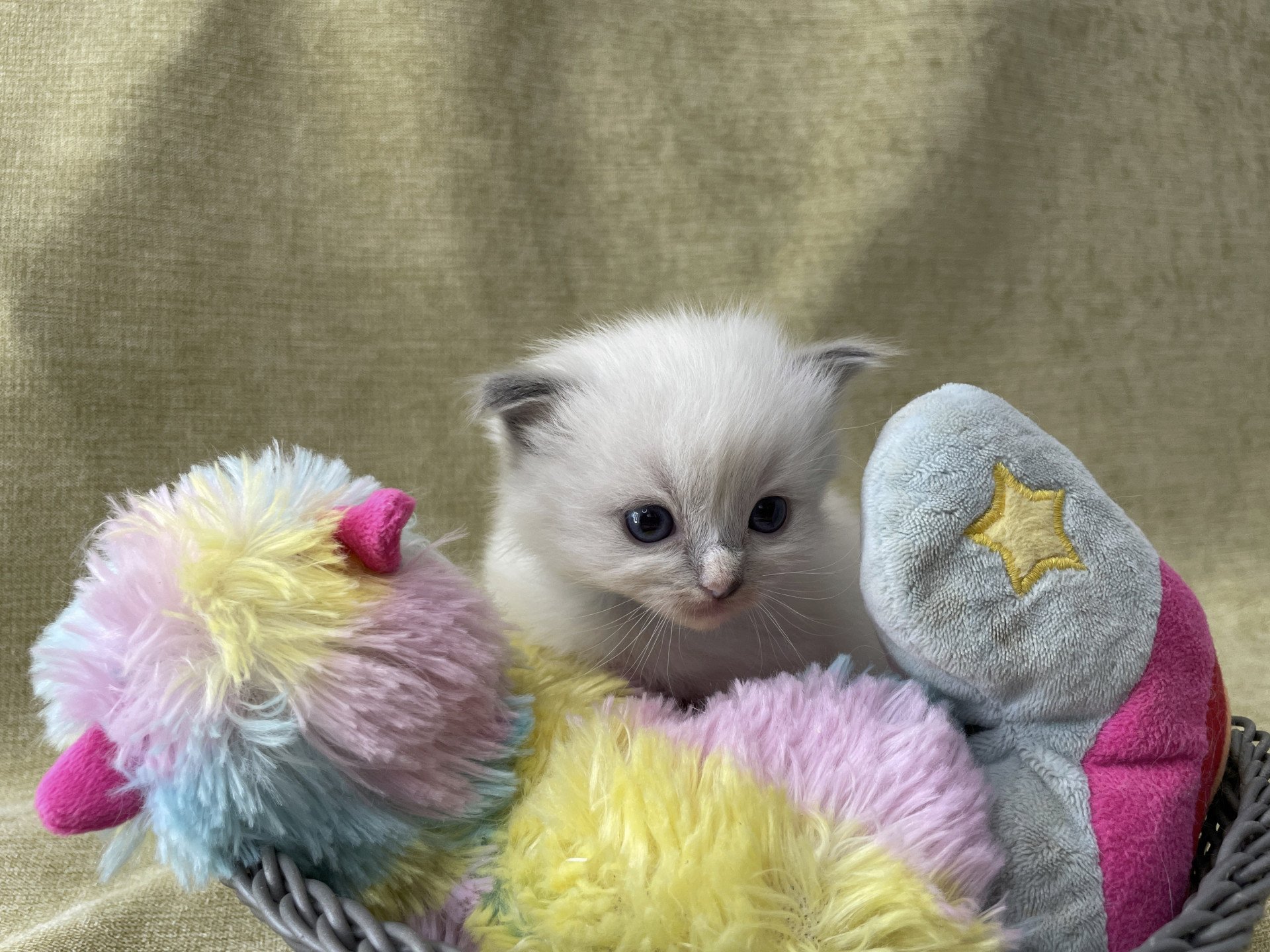 chaton Ragdoll Les Ragdolls de la Croisette
