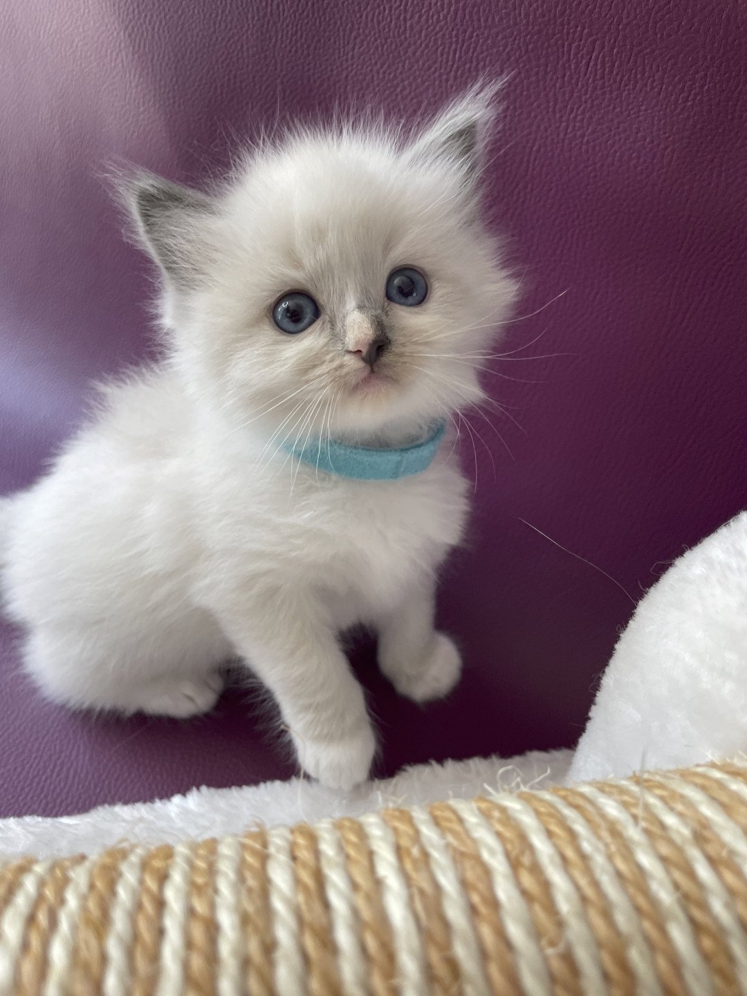 chaton Ragdoll Topaz Les Ragdolls de la Croisette
