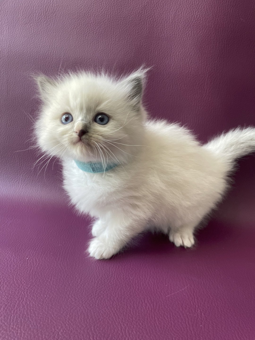 chaton Ragdoll Topaz Les Ragdolls de la Croisette