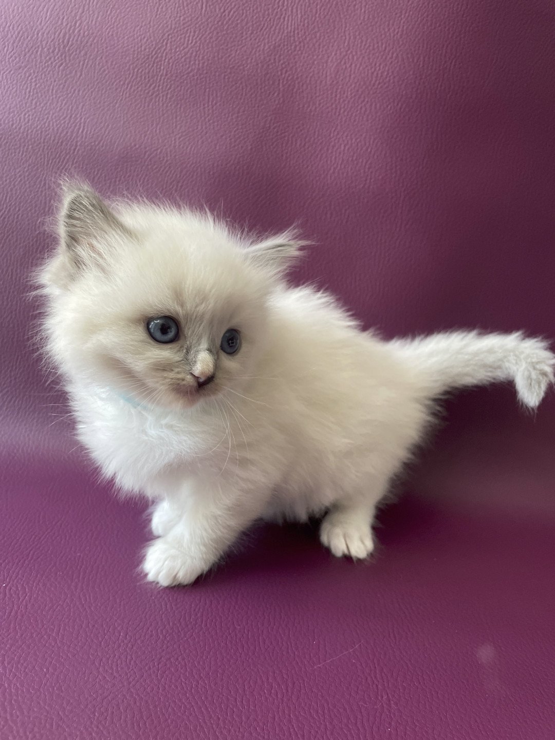 chaton Ragdoll Topaz Les Ragdolls de la Croisette