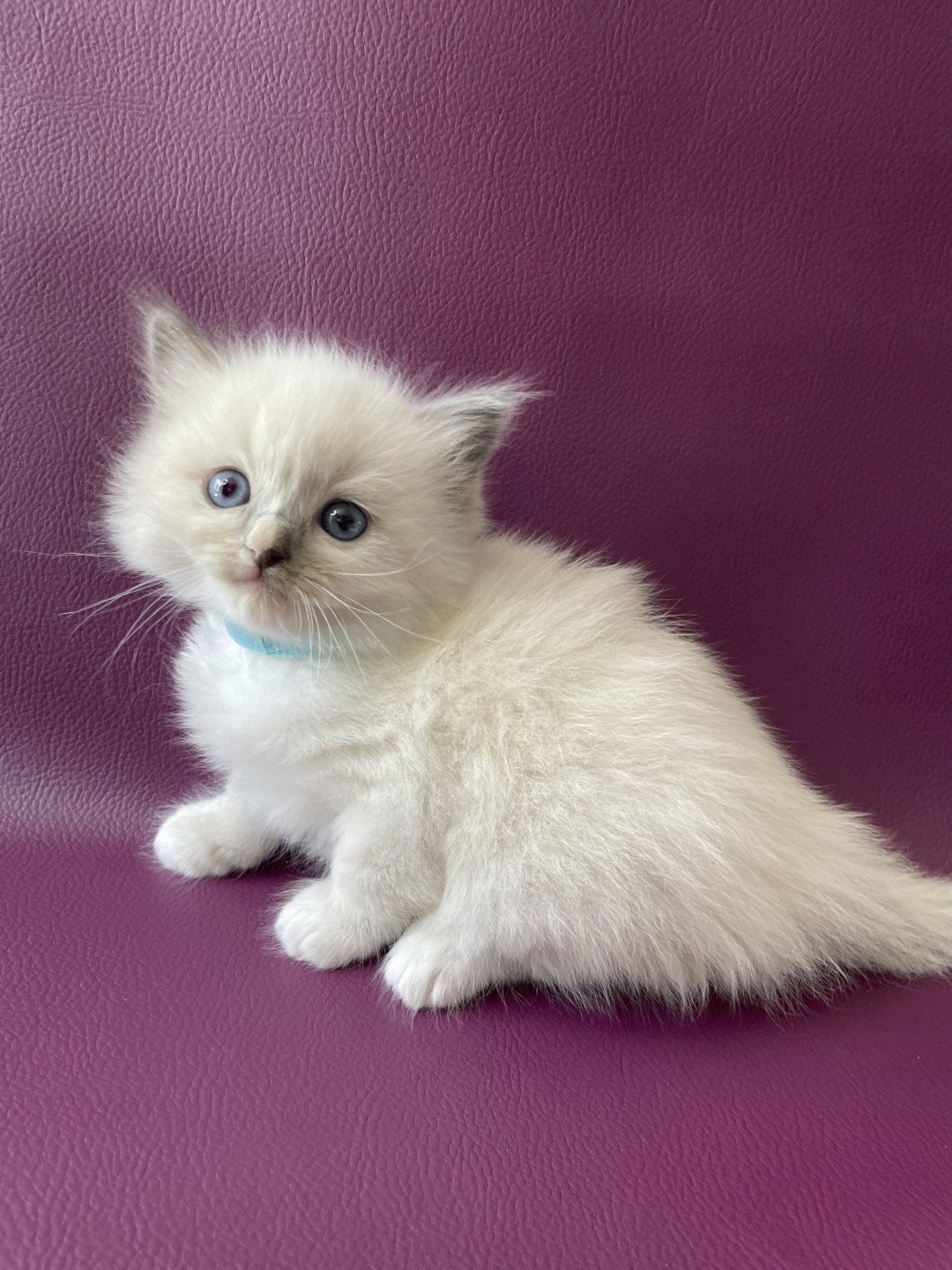 chaton Ragdoll Topaz Les Ragdolls de la Croisette