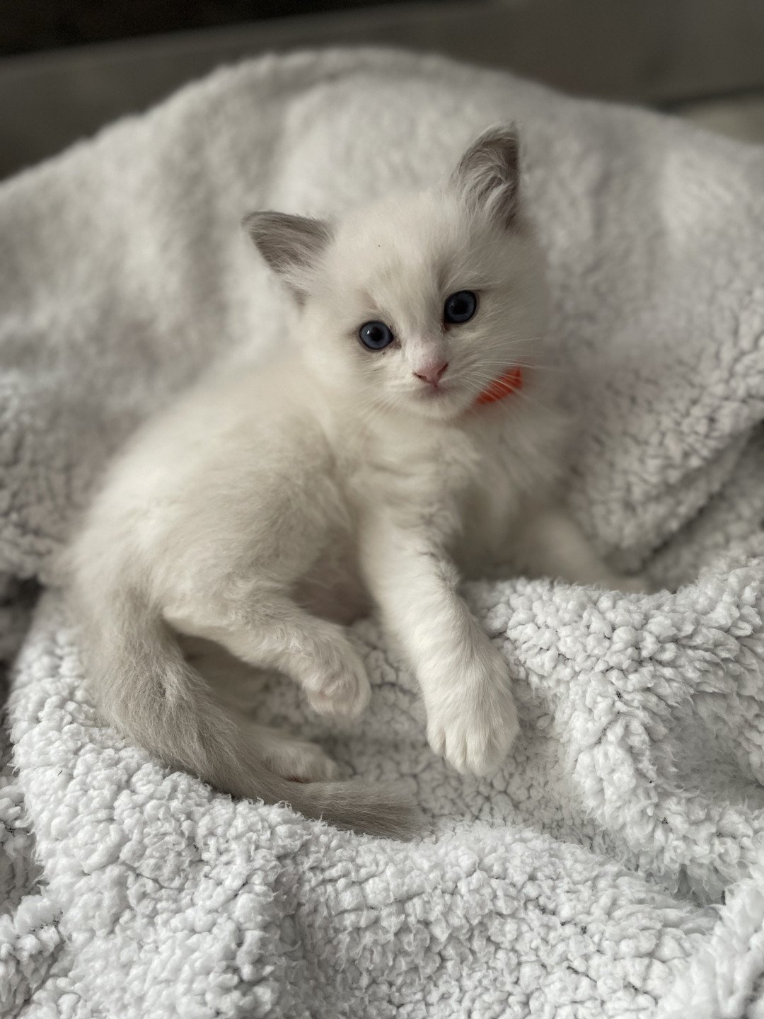 chaton Ragdoll Les Ragdolls de la Croisette