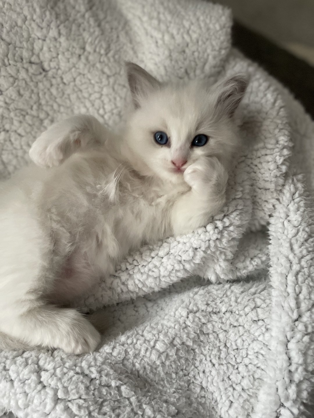 chaton Ragdoll blue point bicolor orange Les Ragdolls de la Croisette