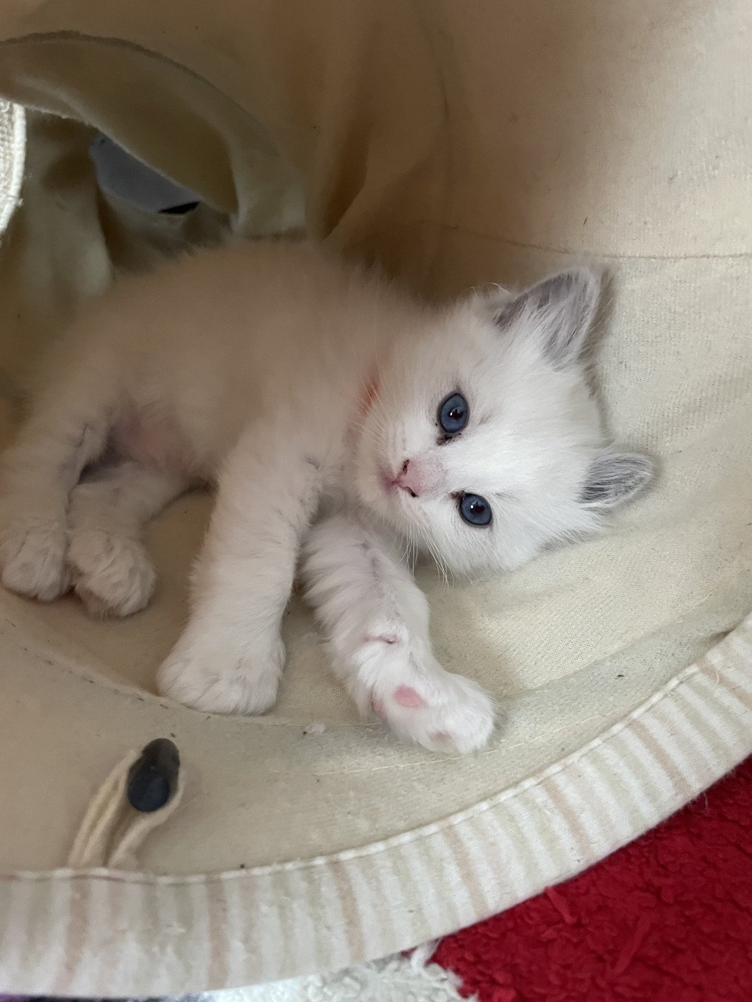 chaton Ragdoll blue point bicolor orange Les Ragdolls de la Croisette