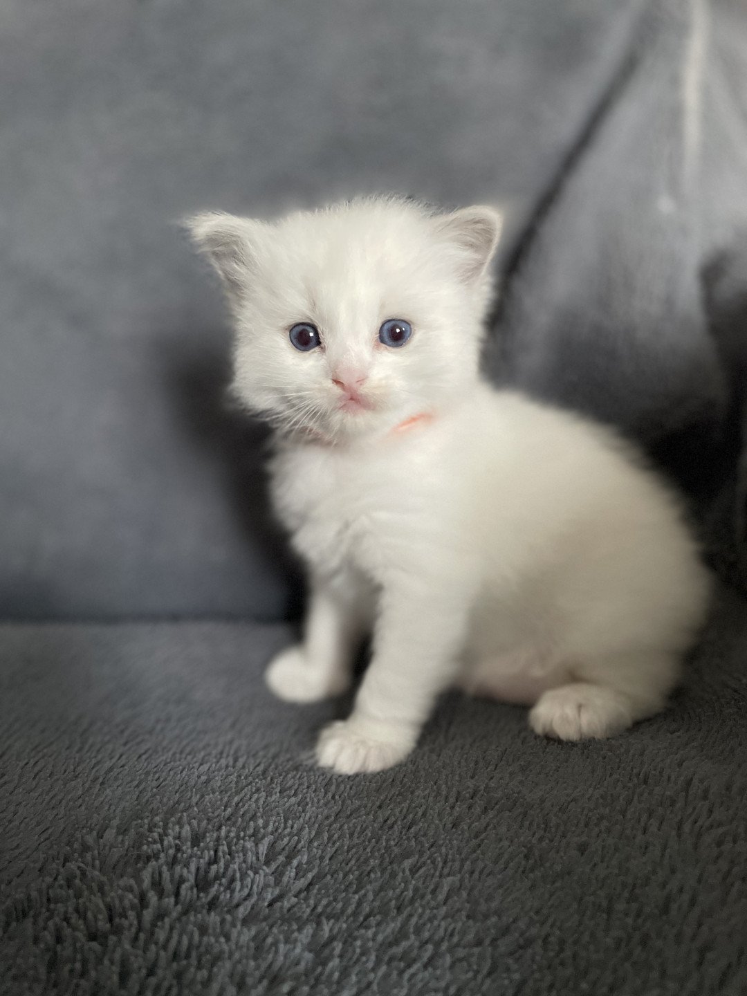 chaton Ragdoll blue point bicolor orange Les Ragdolls de la Croisette