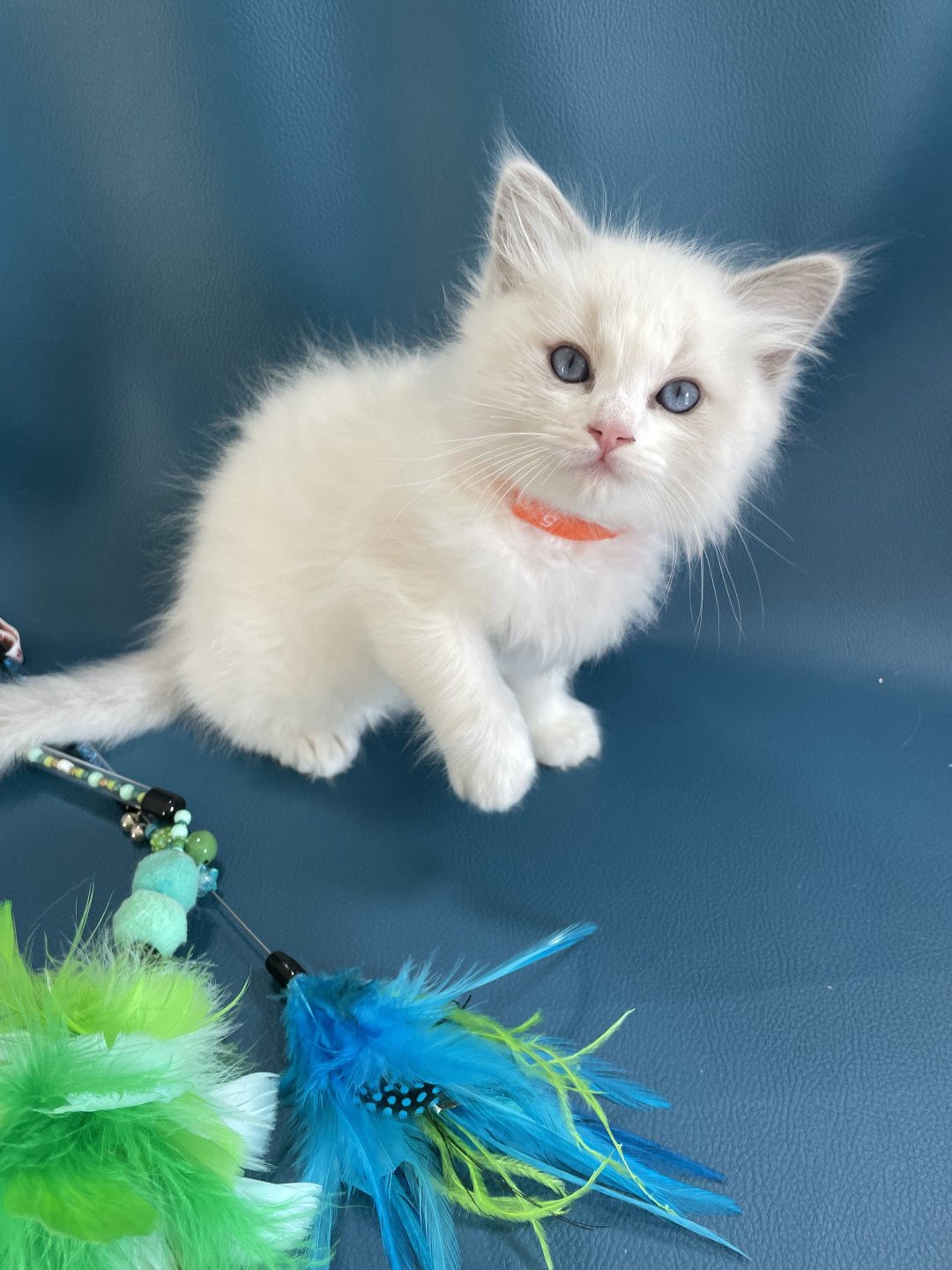 chaton Ragdoll blue point bicolor VIKTHOR orange Les Ragdolls de la Croisette