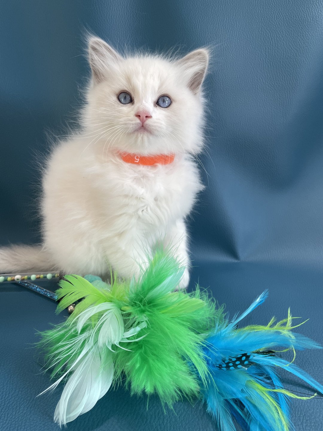 chaton Ragdoll blue point bicolor VIKTHOR orange Les Ragdolls de la Croisette