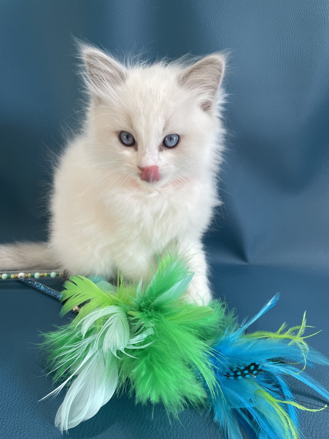 chaton Ragdoll blue point bicolor VIKTHOR orange Les Ragdolls de la Croisette