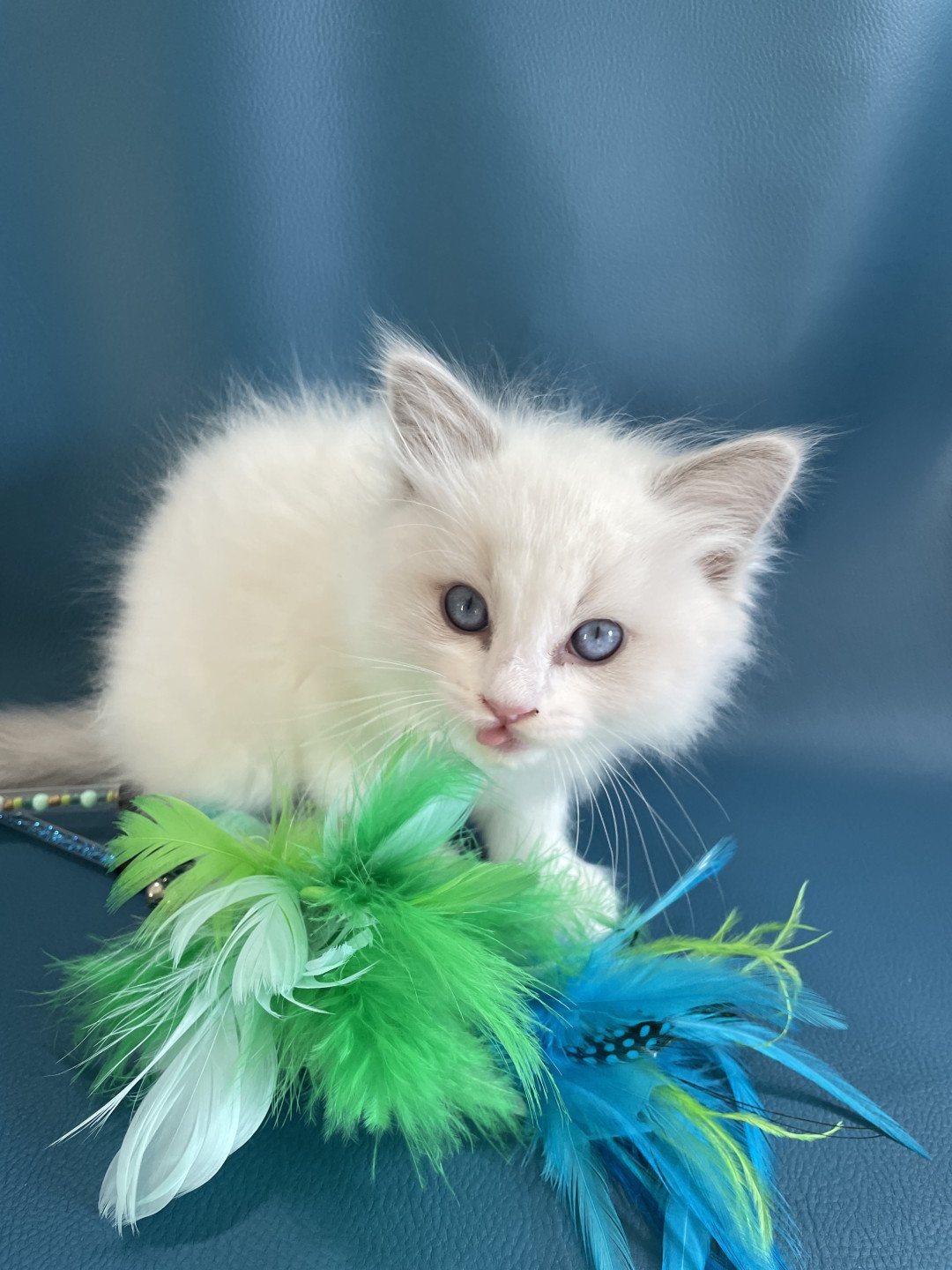 chaton Ragdoll blue point bicolor VIKTHOR orange Les Ragdolls de la Croisette