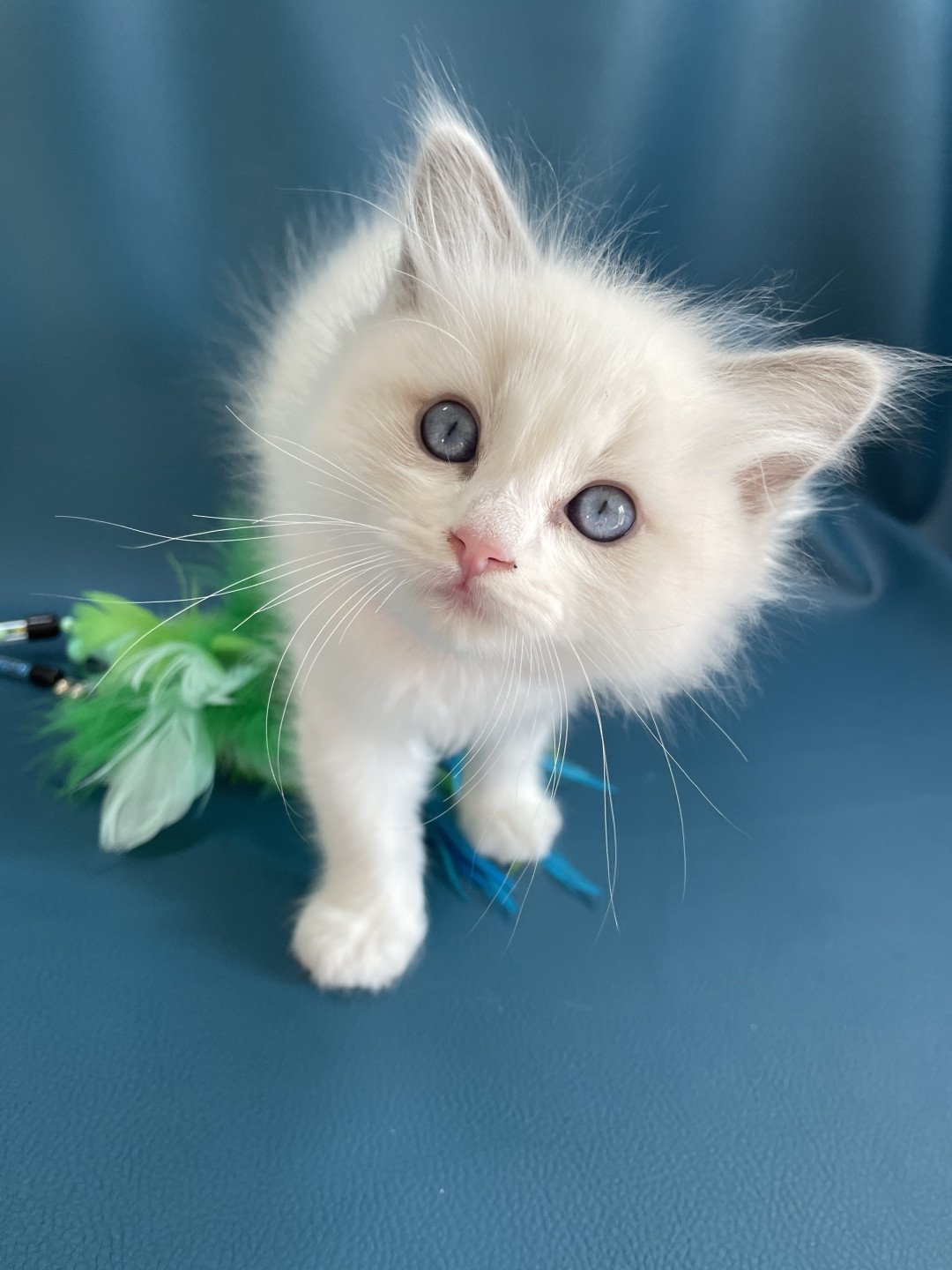 chaton Ragdoll blue point bicolor VIKTHOR orange Les Ragdolls de la Croisette