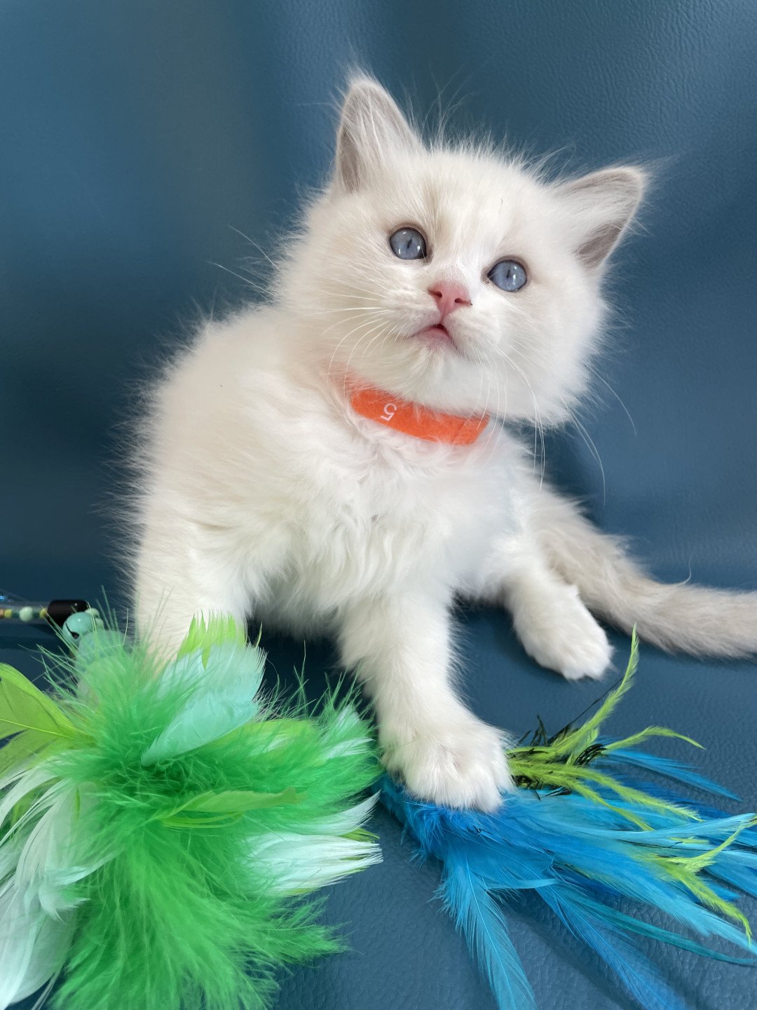 chaton Ragdoll blue point bicolor VIKTHOR orange Les Ragdolls de la Croisette