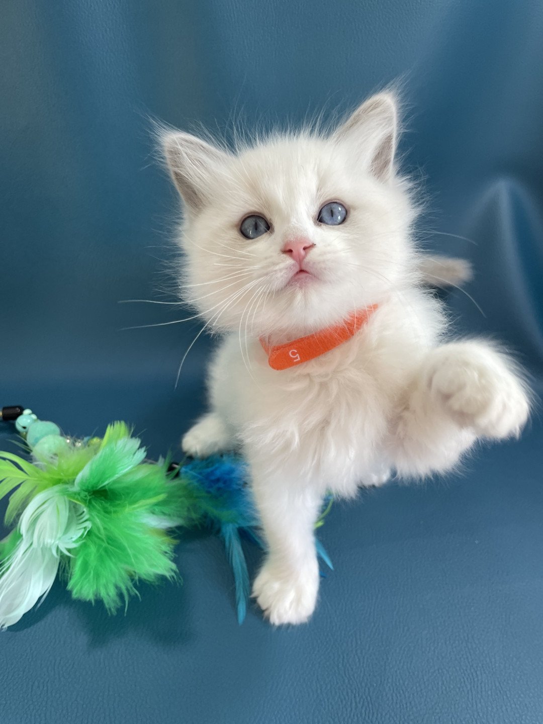 chaton Ragdoll blue point bicolor VIKTHOR orange Les Ragdolls de la Croisette