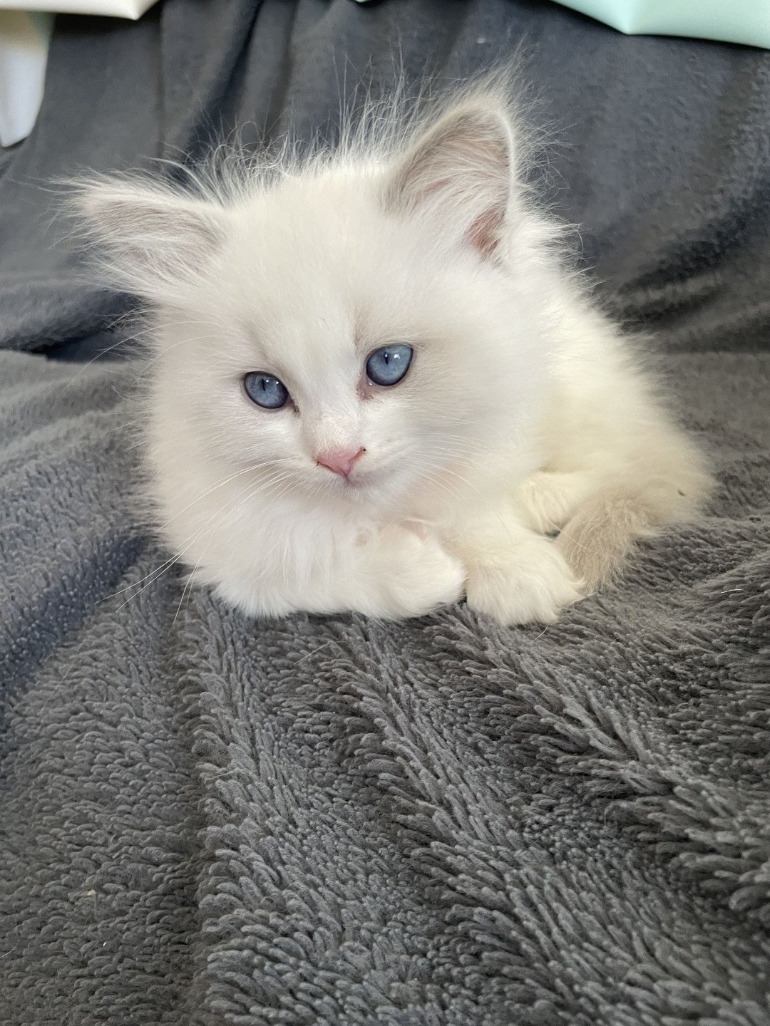 chaton Ragdoll blue point bicolor VIKTHOR orange Les Ragdolls de la Croisette