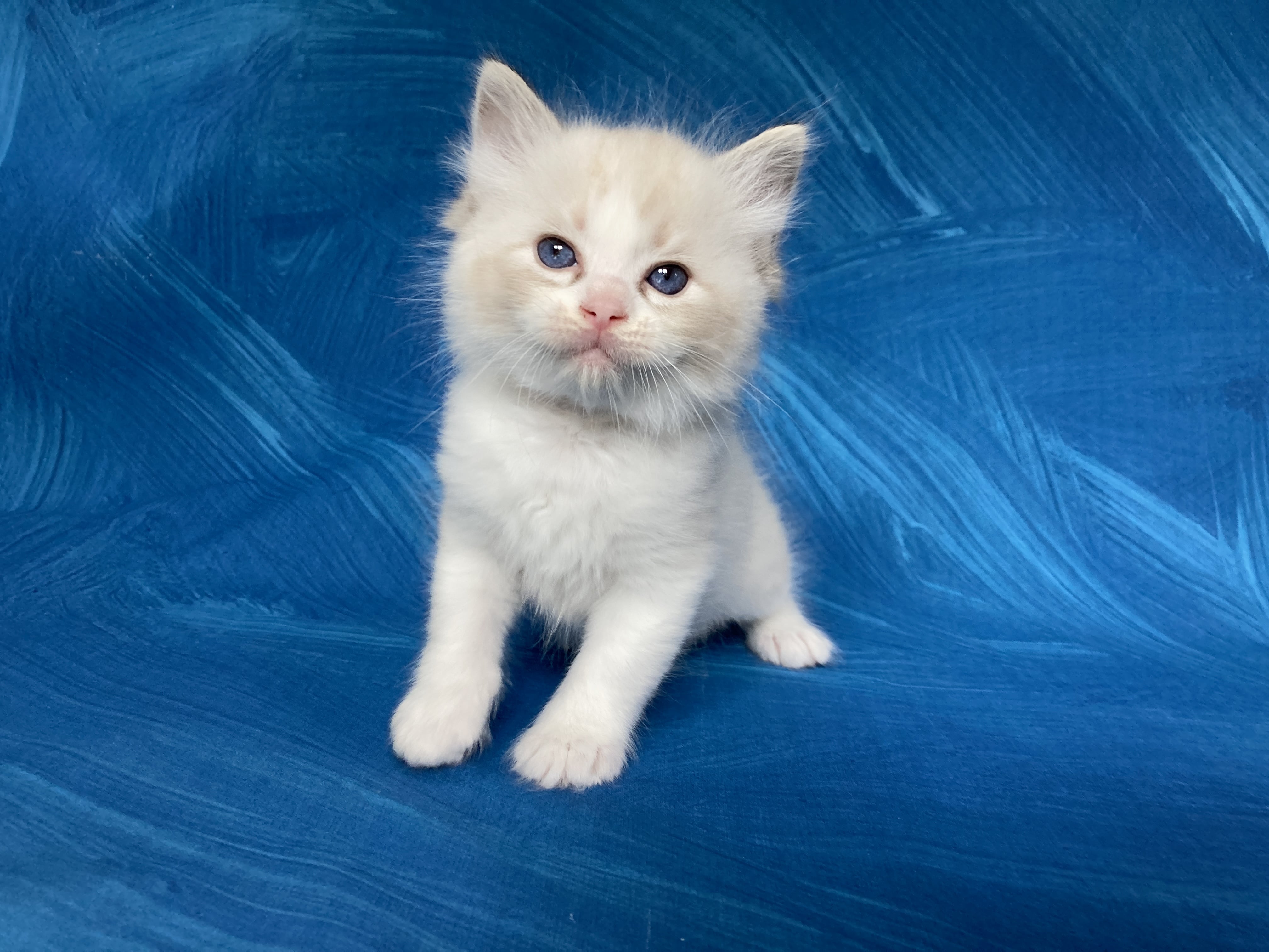 chaton Ragdoll seal tabby point & blanc Blanc Les Ragdolls de la Croisette