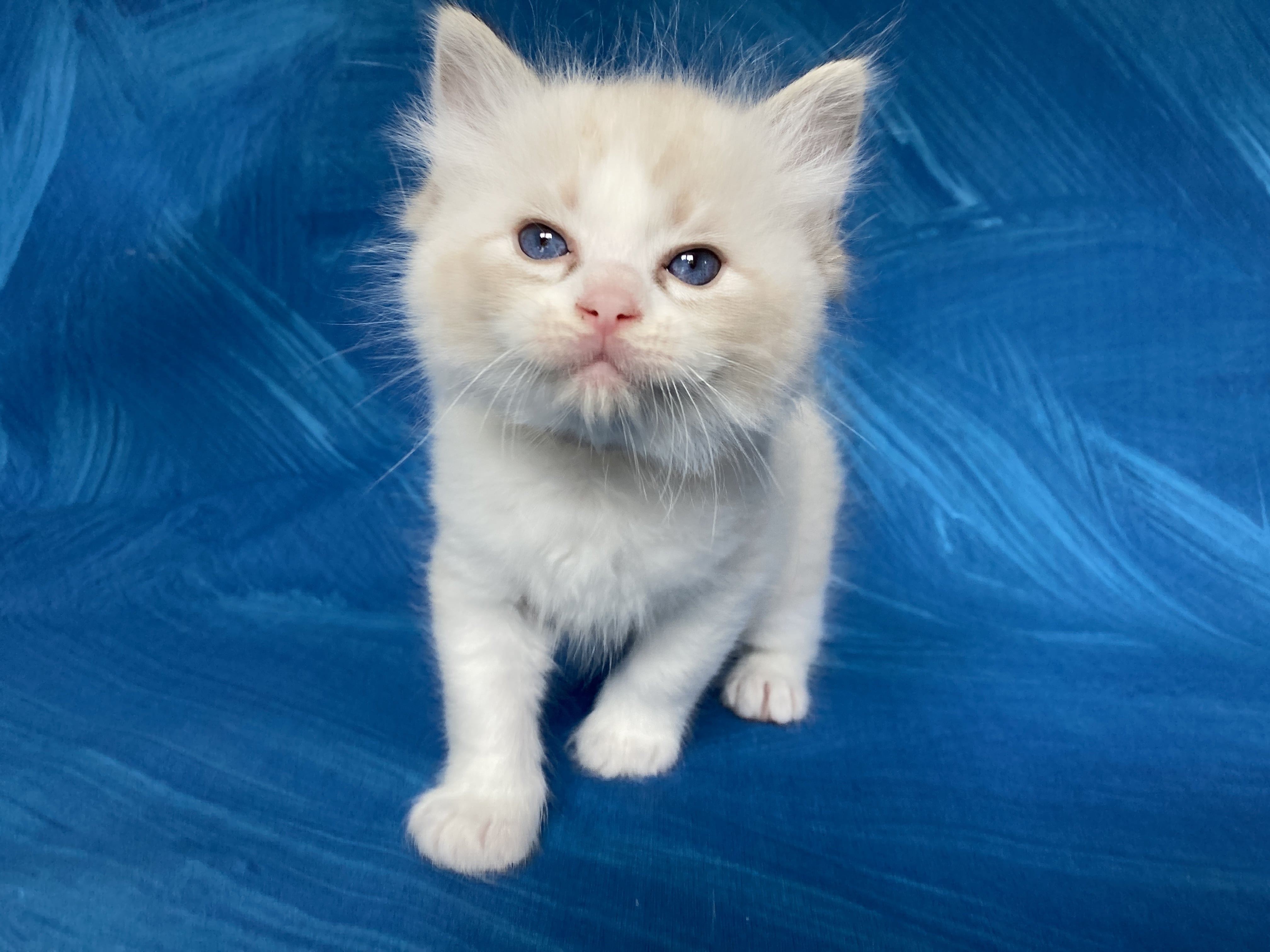 chaton Ragdoll seal tabby point & blanc Blanc Les Ragdolls de la Croisette