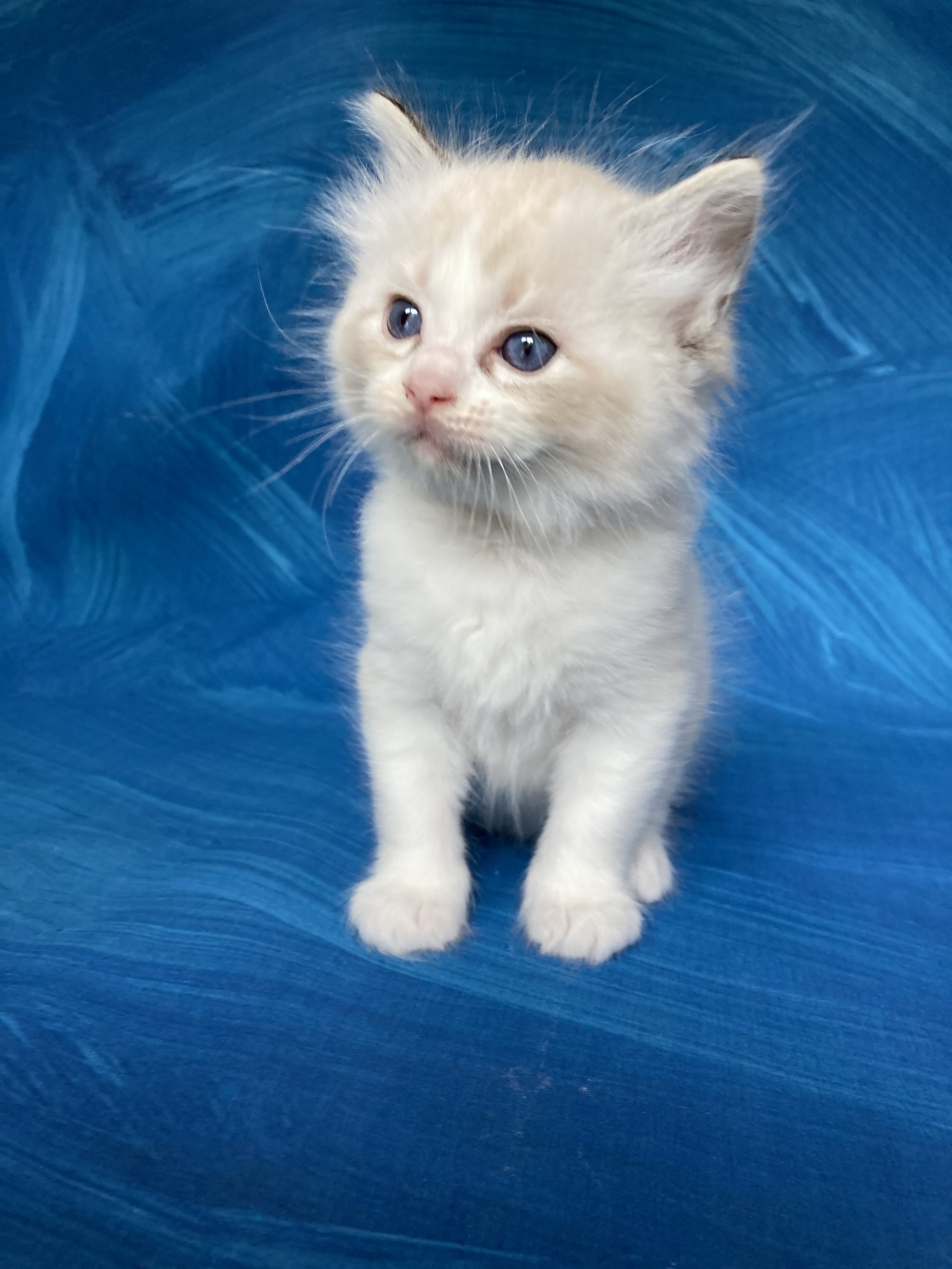 chaton Ragdoll seal tabby point & blanc Blanc Les Ragdolls de la Croisette
