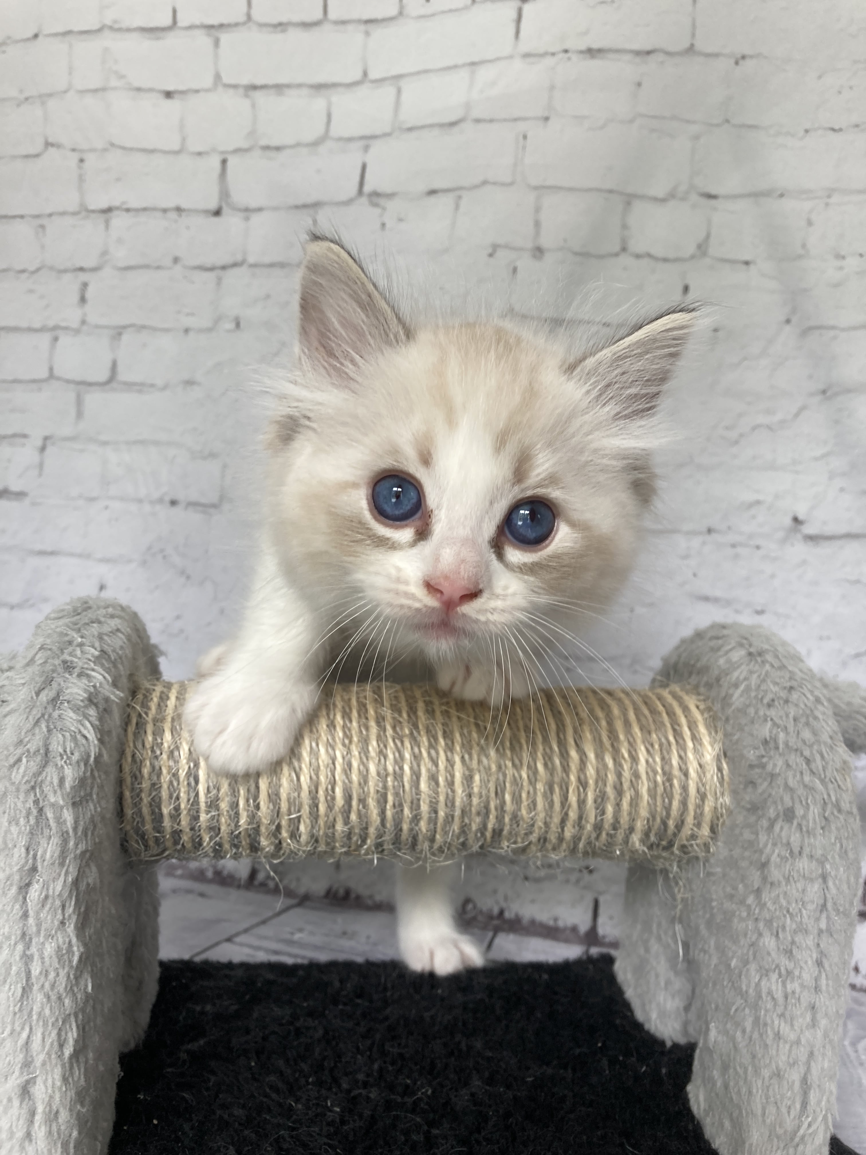 chaton Ragdoll seal tabby point & blanc Blanc Les Ragdolls de la Croisette